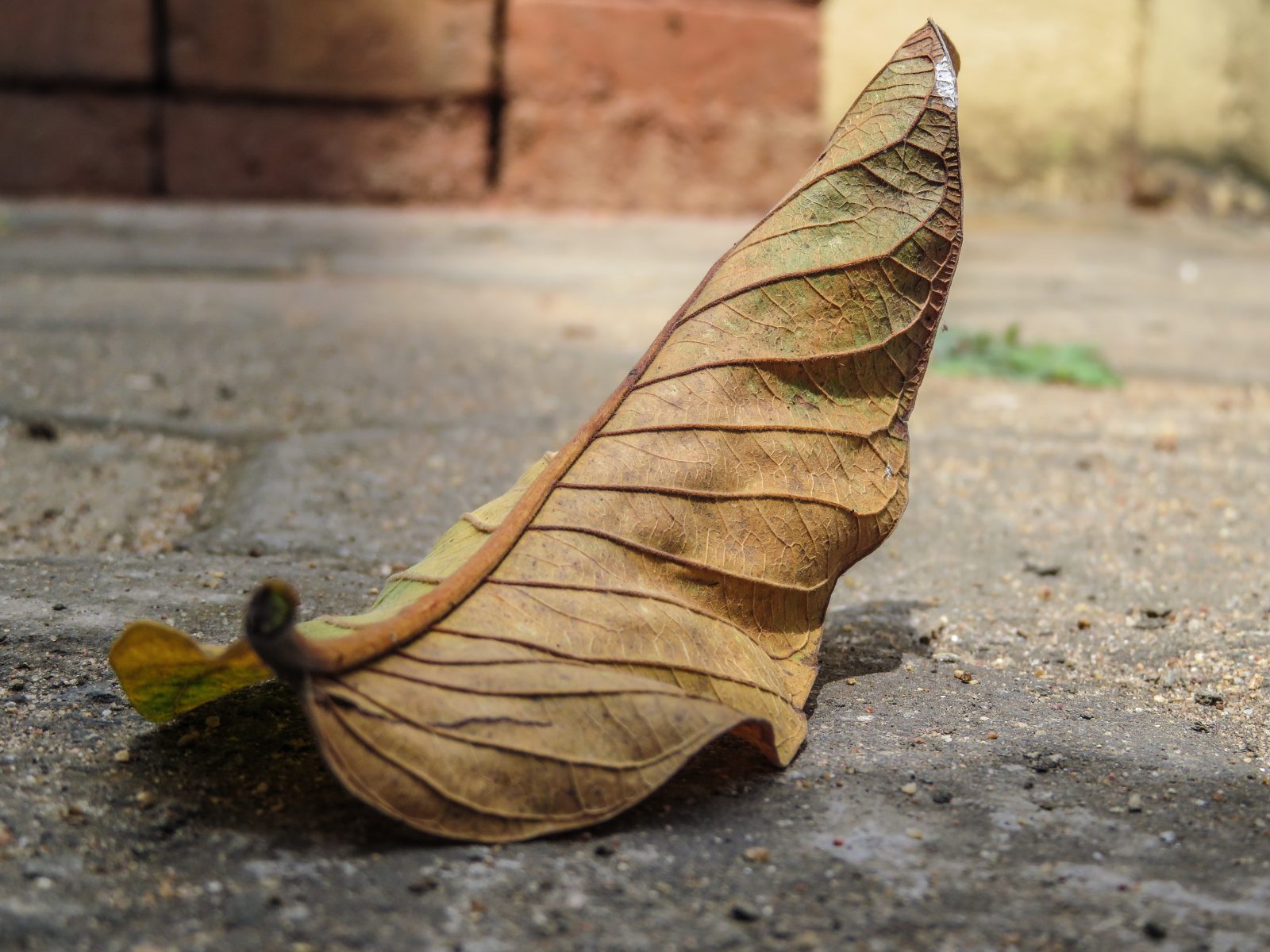 Fallen Leaf Details - Free Stock Photos | Life of Pix