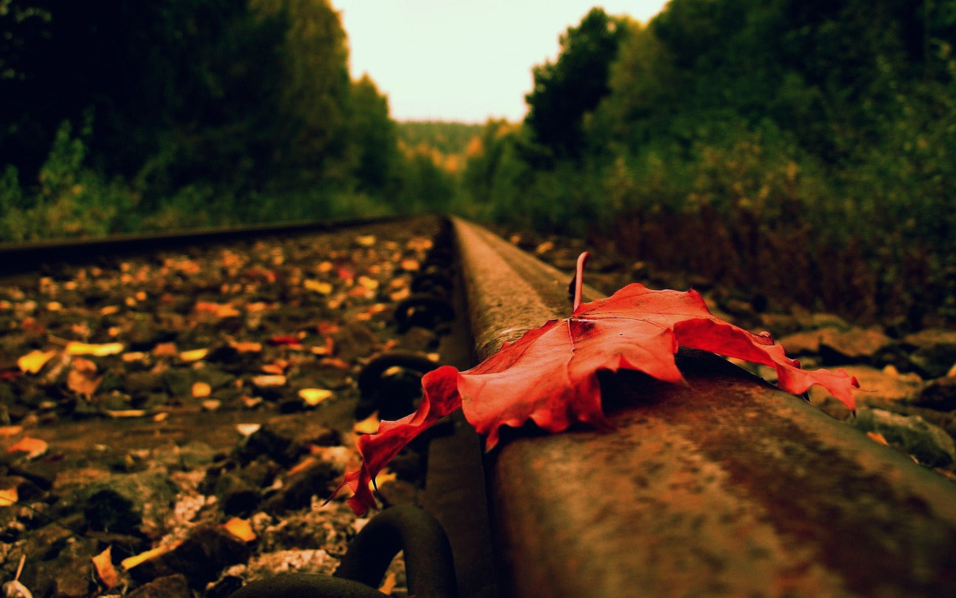 Selective focus photo of a brown fallen leaf on train track HD ...