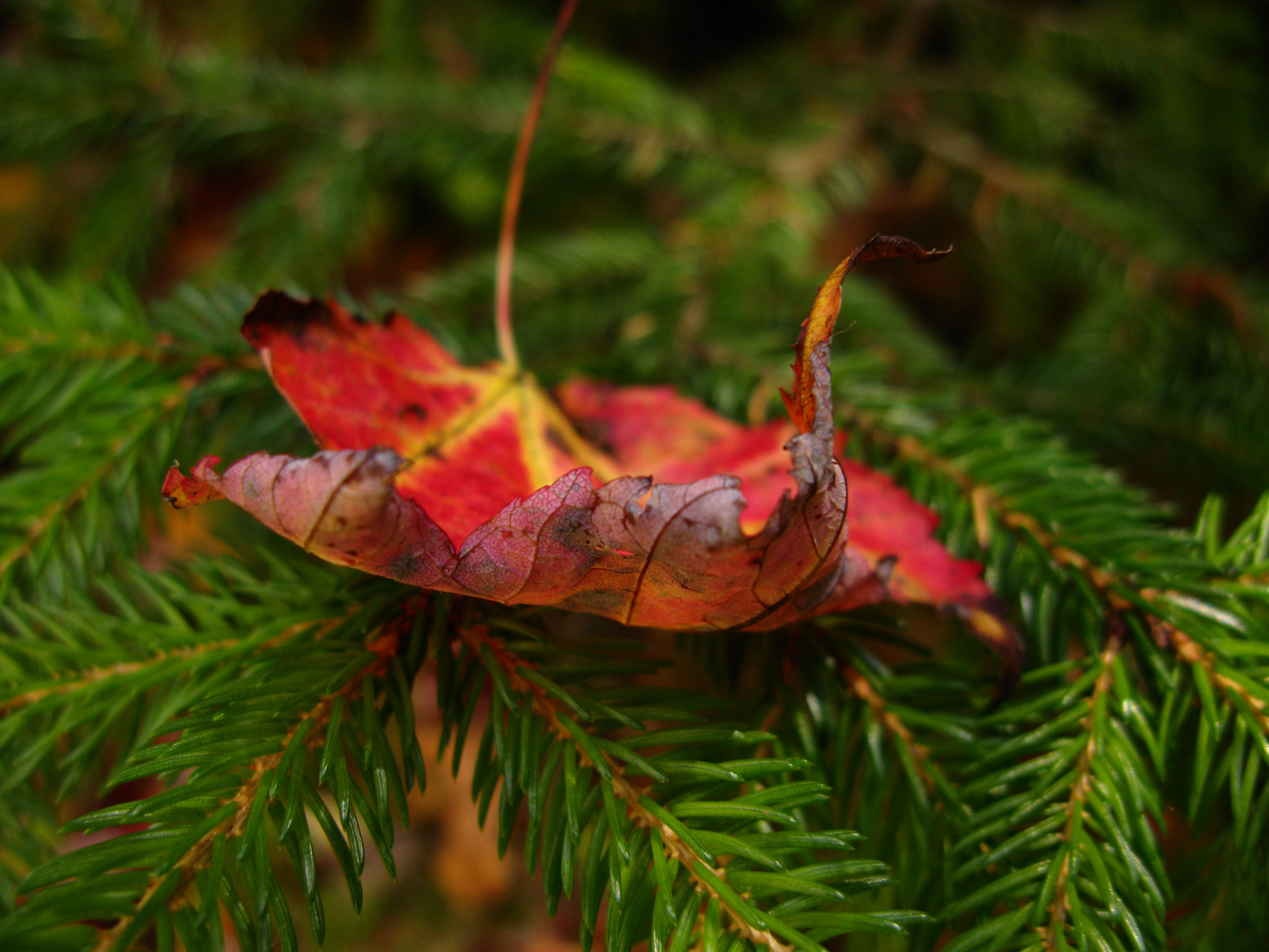 File:Fallen-leaf-pine-tree - West Virginia - ForestWander.jpg ...