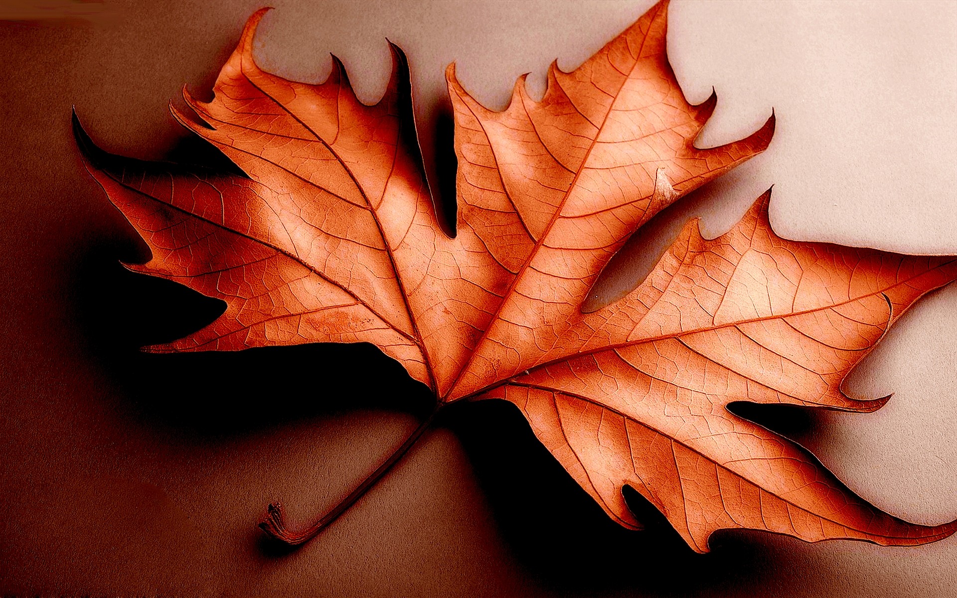 Fallen leaf photo