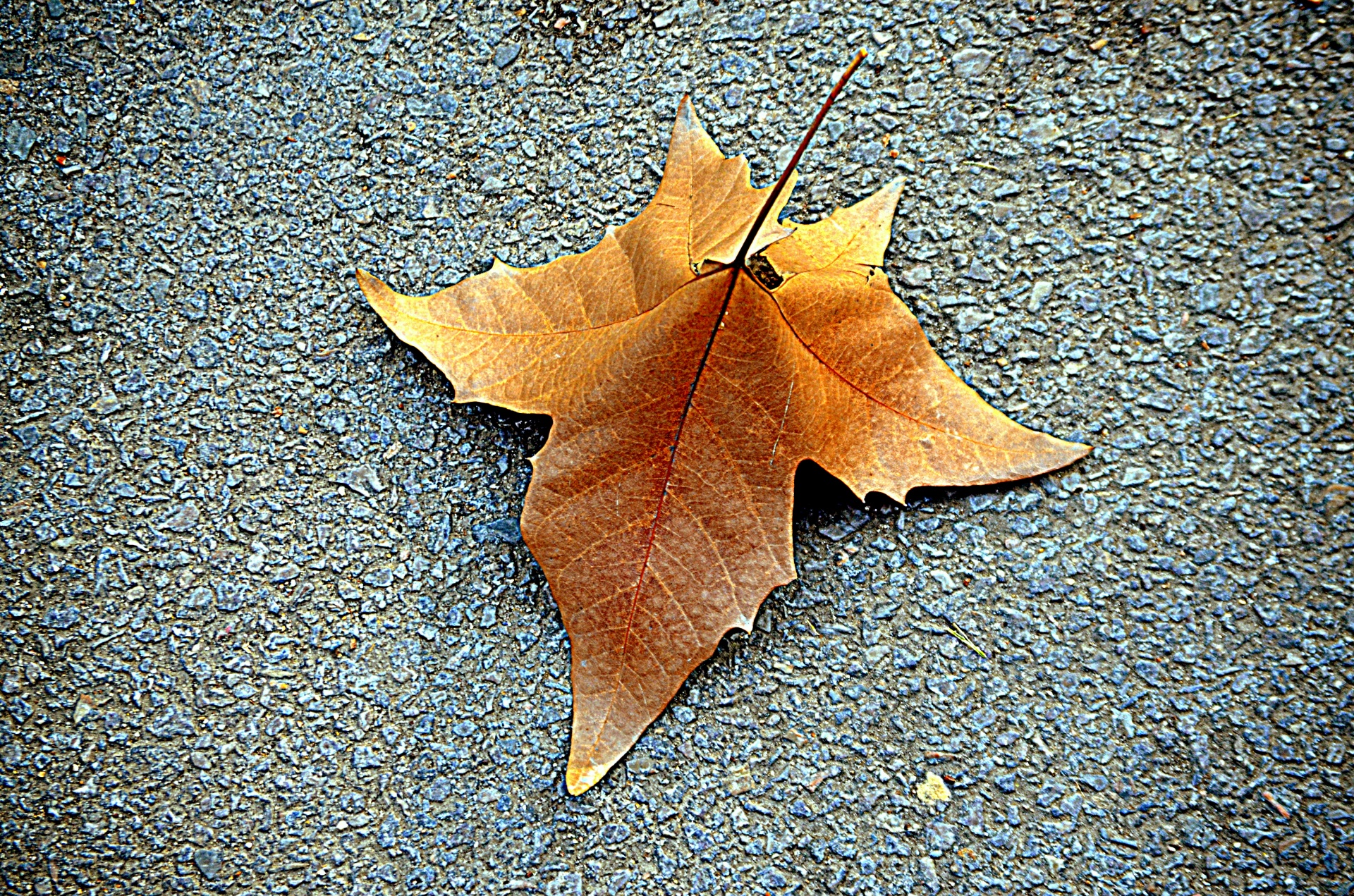 A Fallen Leaf Free Stock Photo - Public Domain Pictures