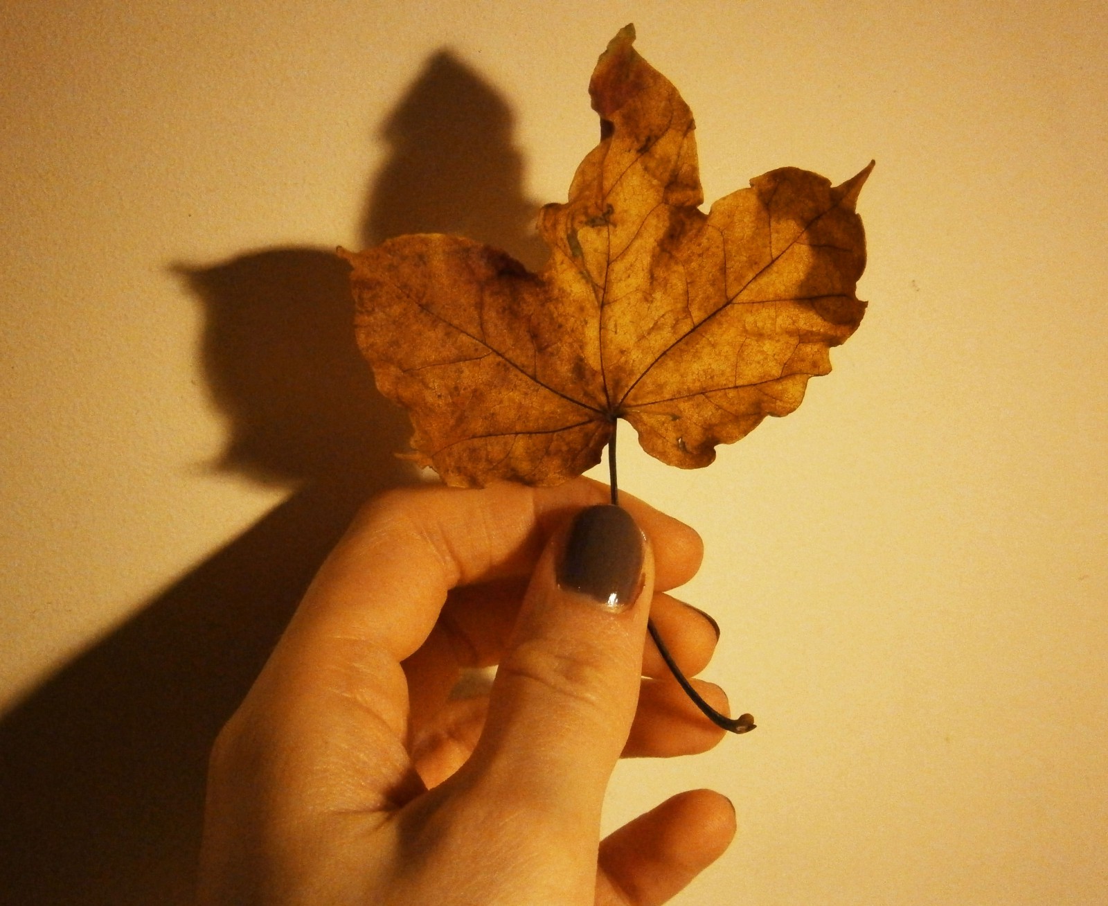 20: The Fallen Leaf – Objects – Medium