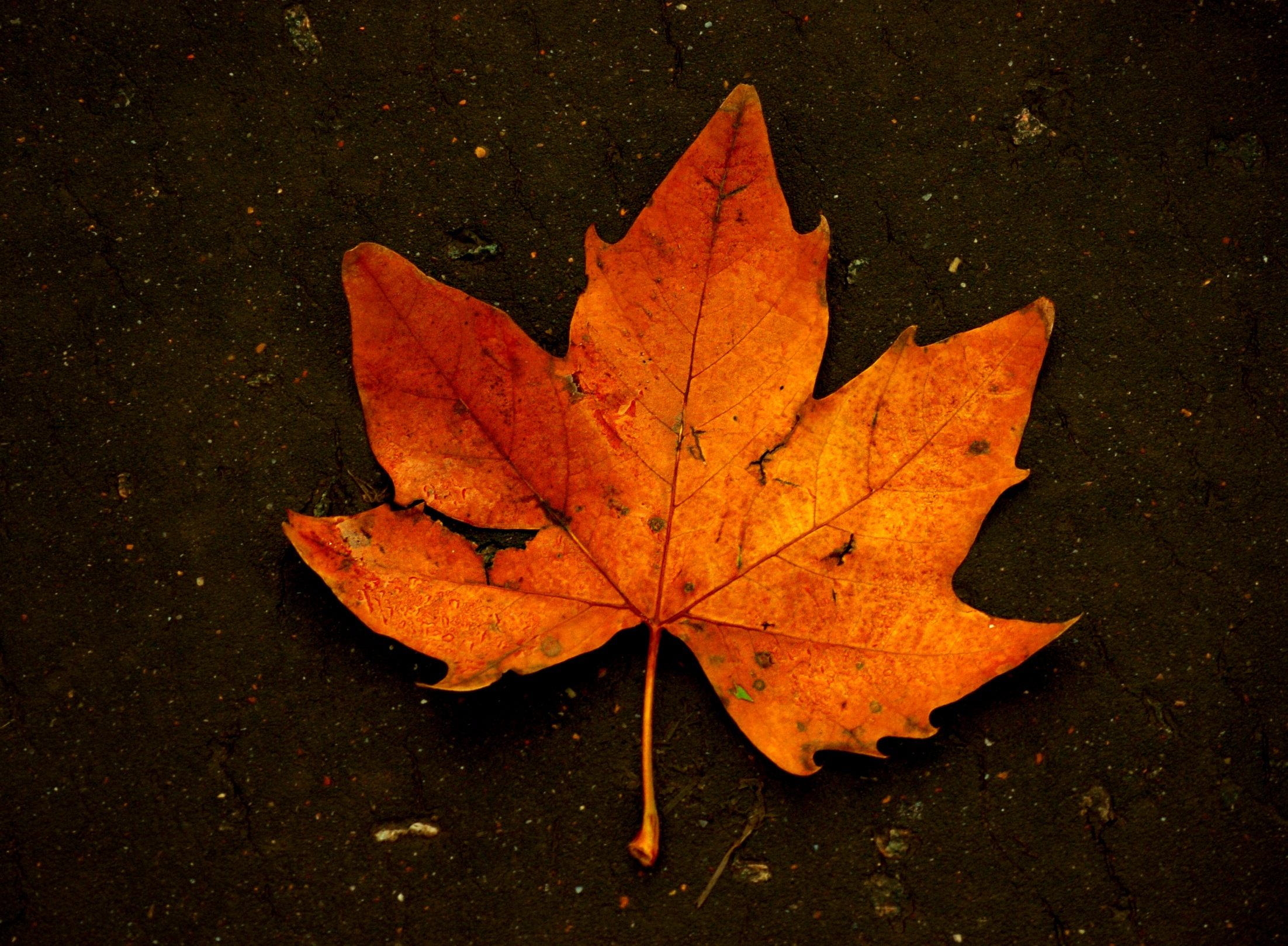 File:Fallen leaf on wet tarmac.JPG - Wikimedia Commons