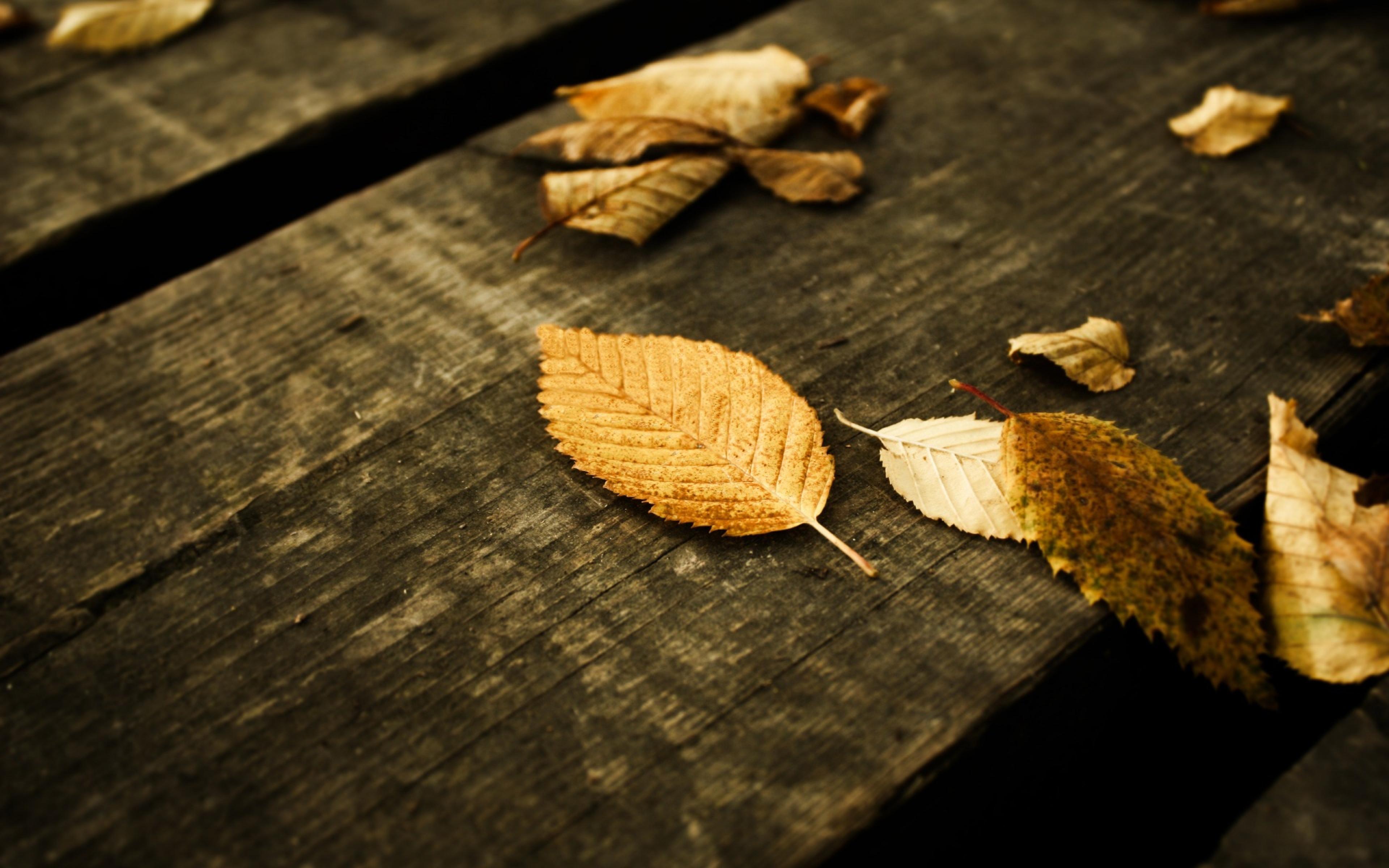 Fallen leaves on wood autumn fall nature wallpaper | nature and ...