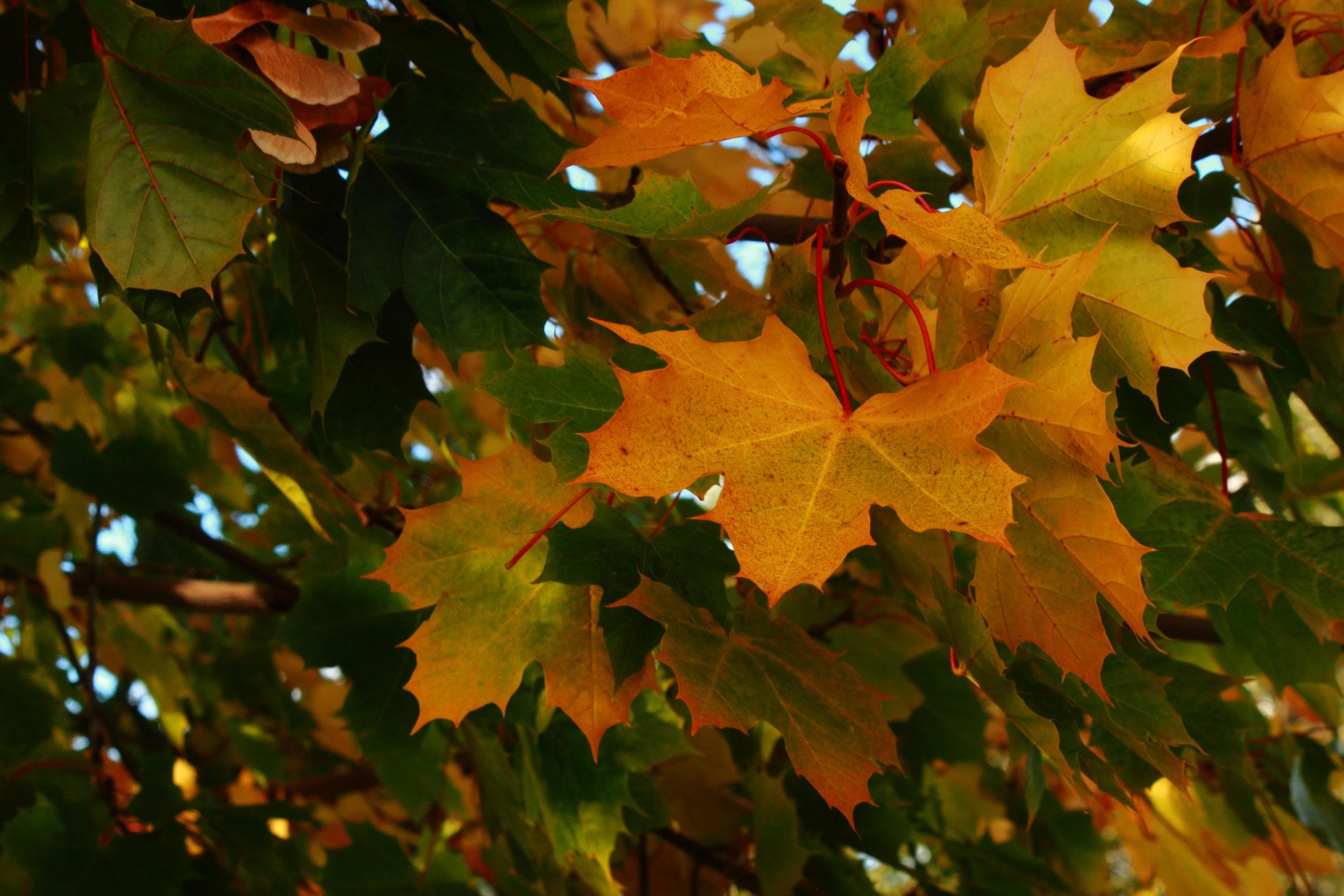 Don't Bag up Fallen Leaves! — Living Expression Landscapes