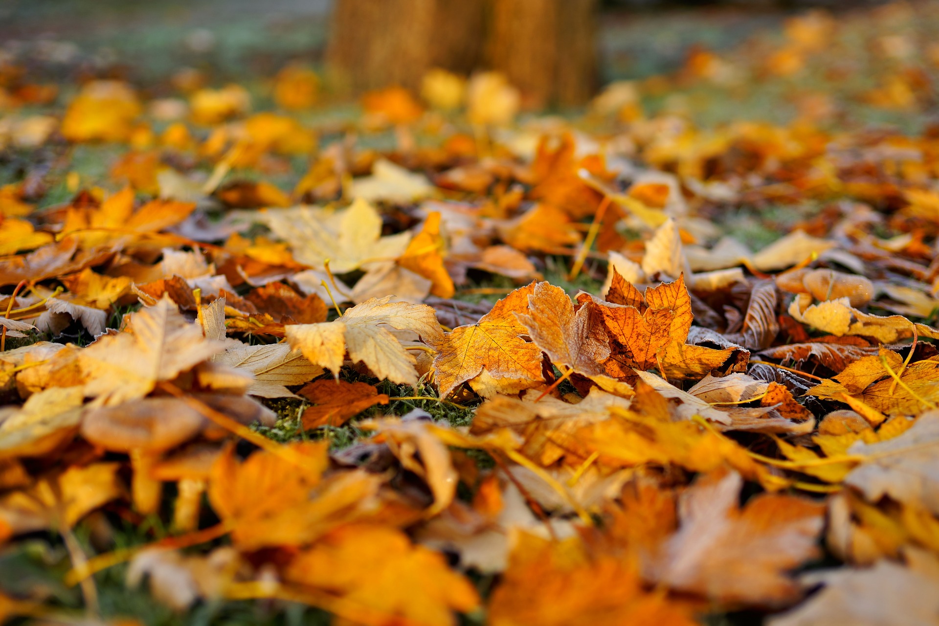 What to Do with Fall Leaves | The Old Farmer's Almanac