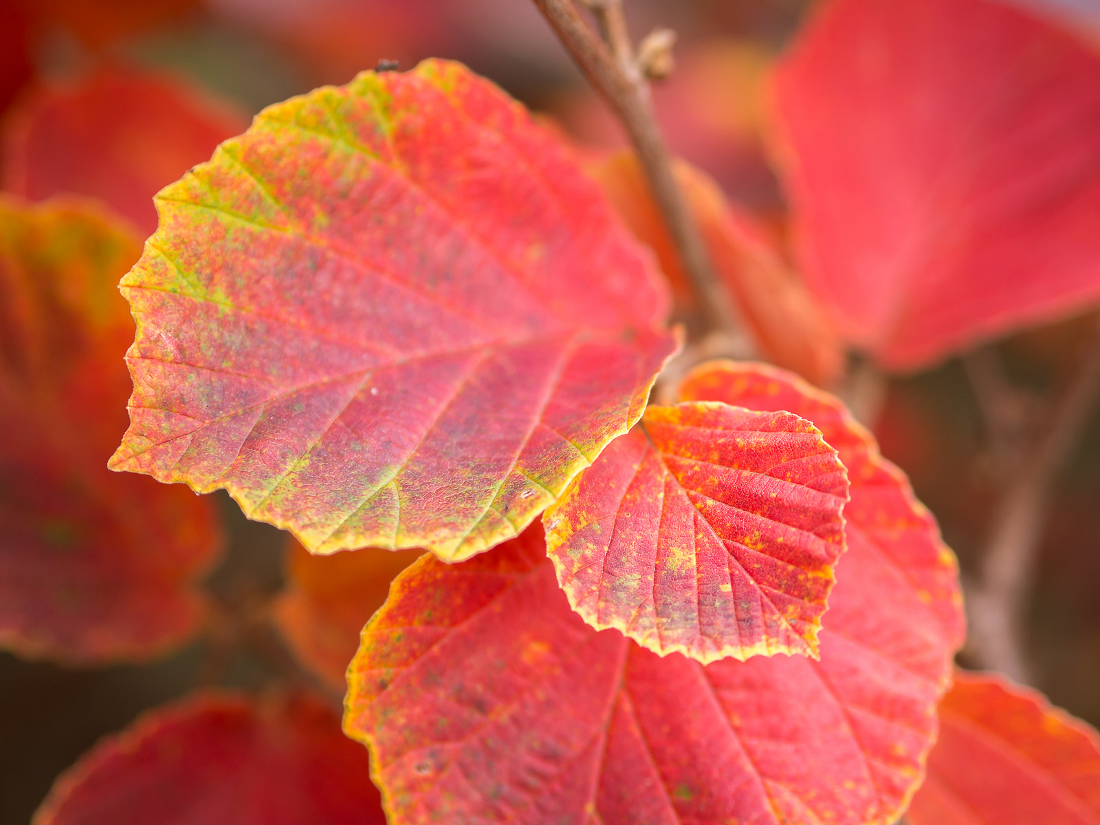 Fallen leaves: bad for your lawn, great for your garden • In Harmony ...