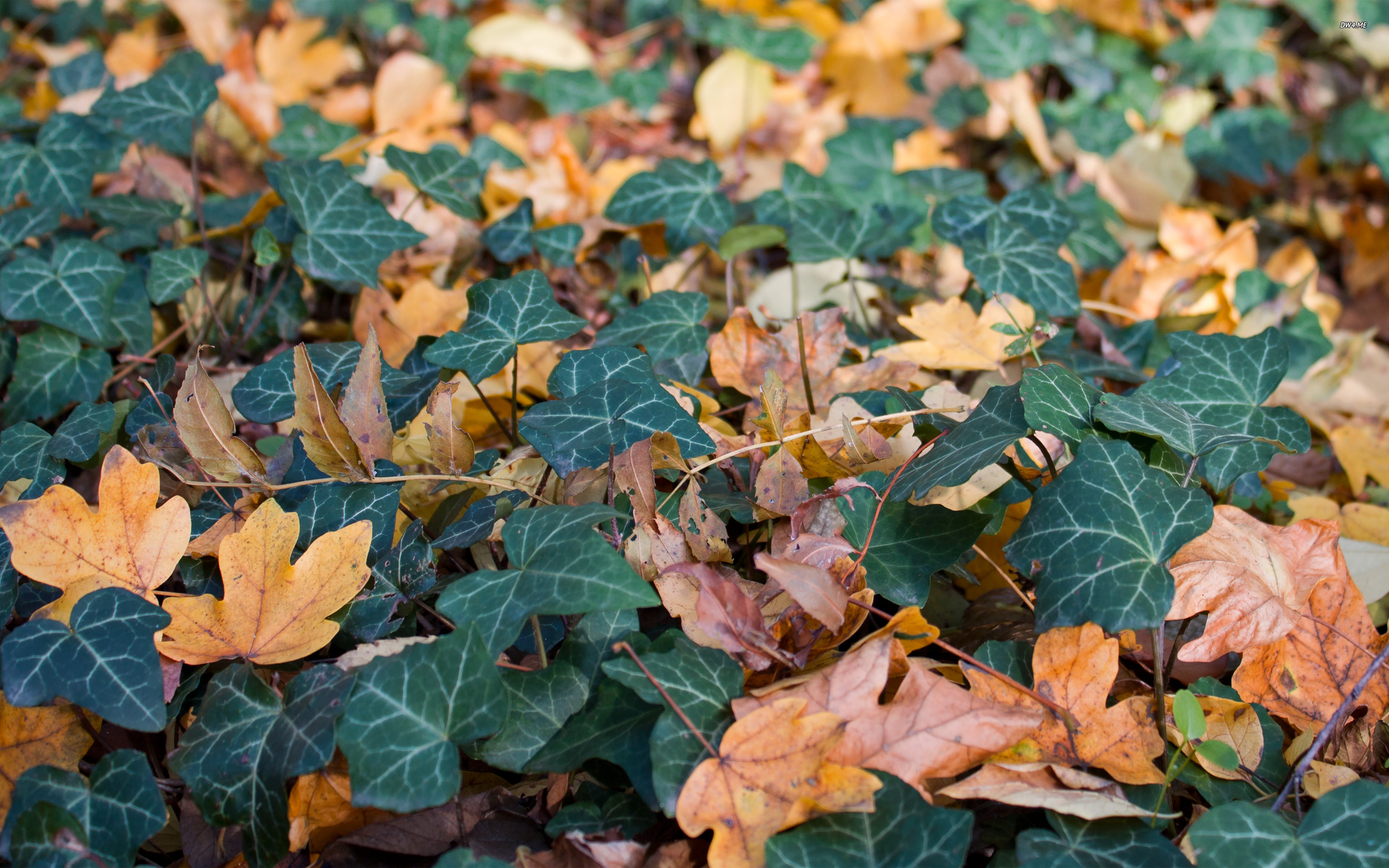 Ivy and fallen leaves wallpaper - Nature wallpapers - #961