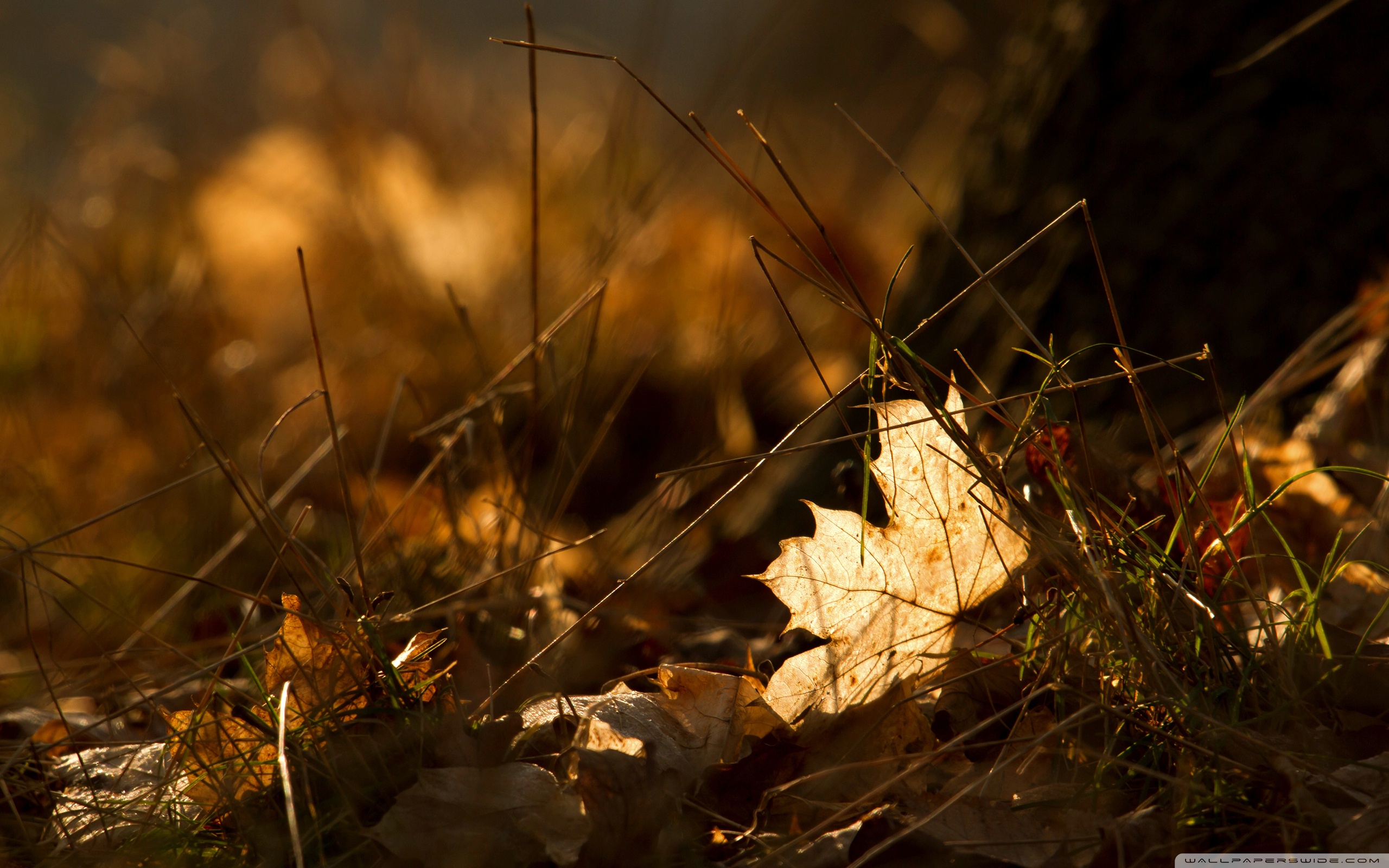 Fallen Leaves, Autumn ❤ 4K HD Desktop Wallpaper for 4K Ultra HD TV ...