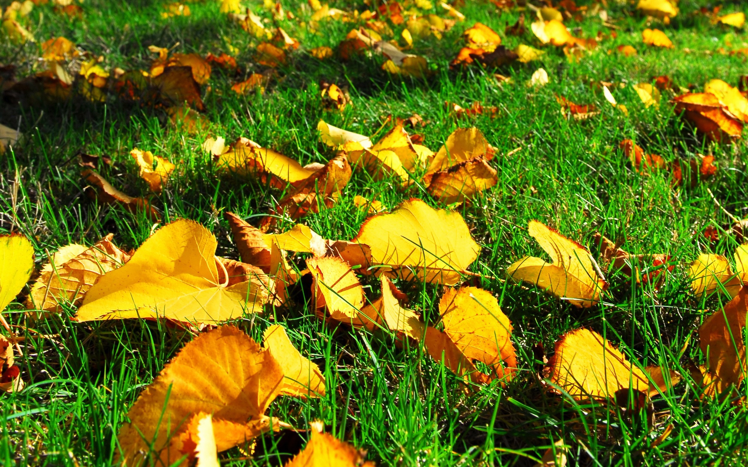 Autumn fallen leaves grass wallpaper | AllWallpaper.in #4129 | PC | en
