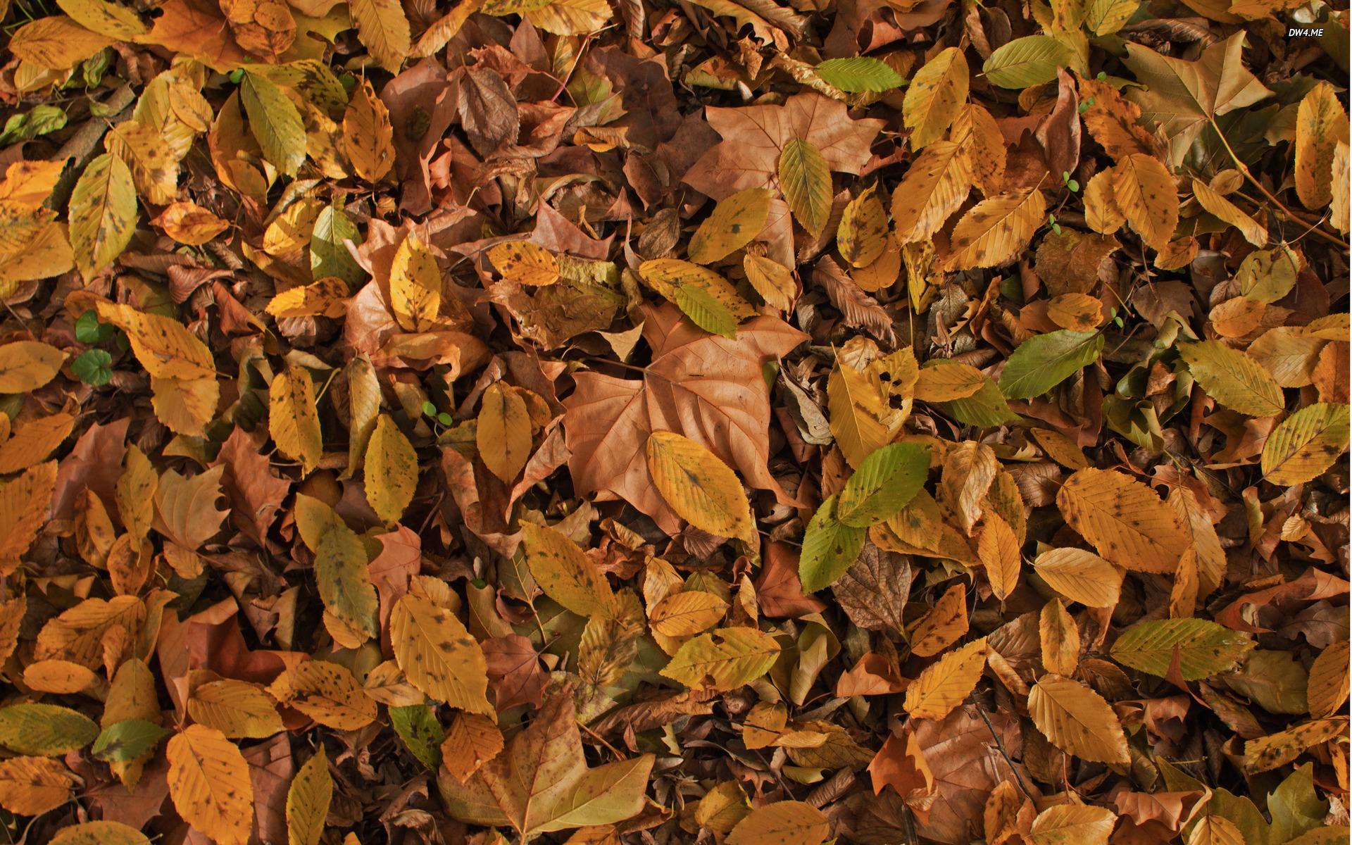 956-fallen-leaves-1920x1200-nature-wallpaper -