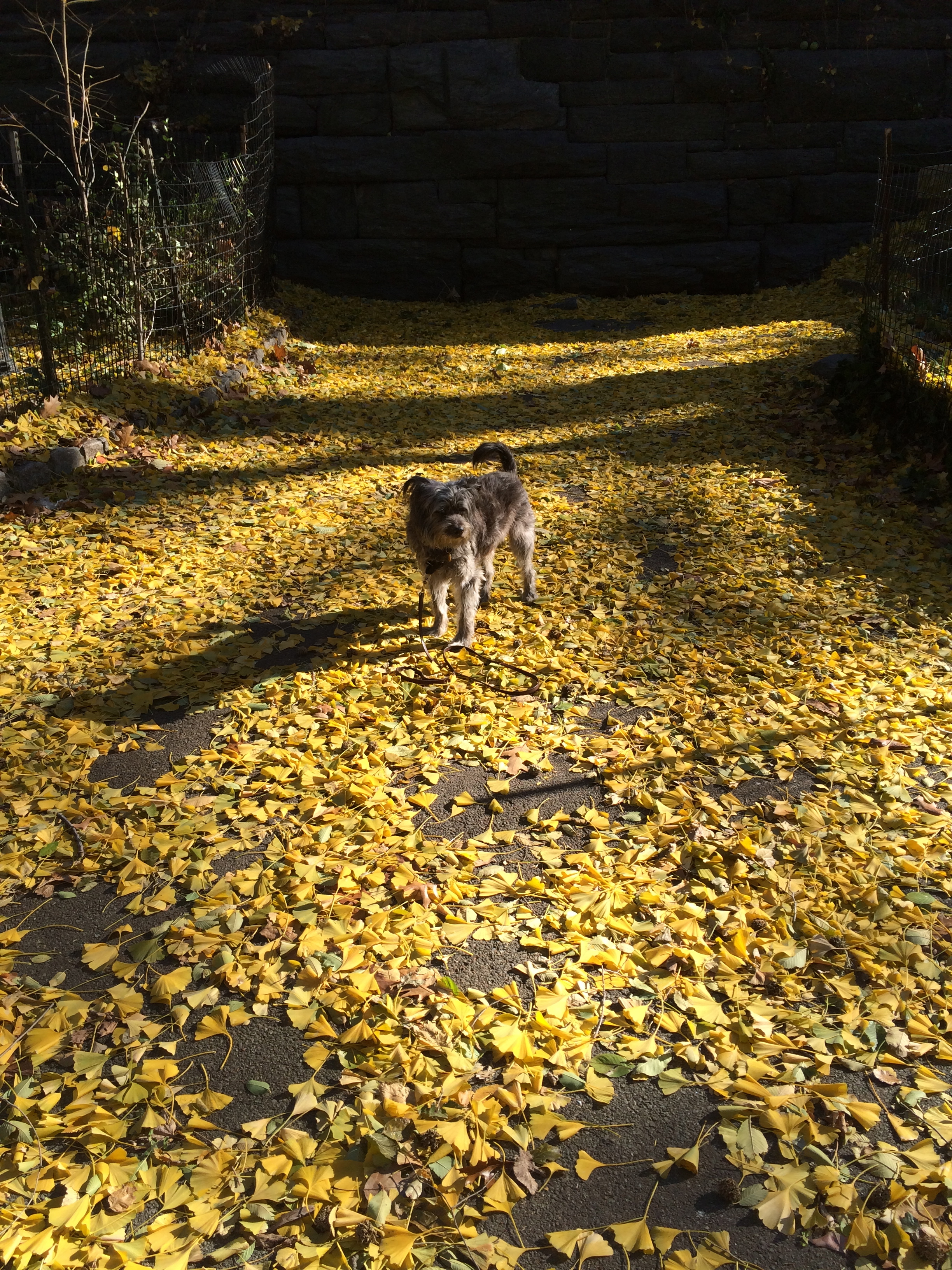 fallen leaves | Out walking the dog