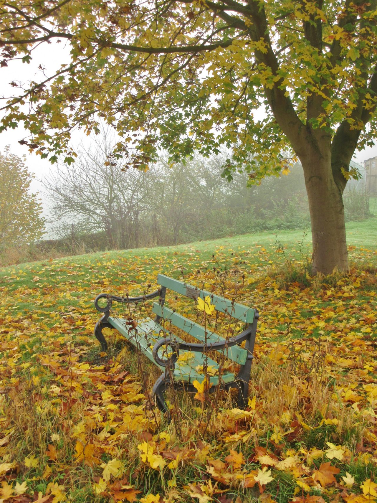 Fallen leaves, Hanbury, Burton, England All Original Photography by ...