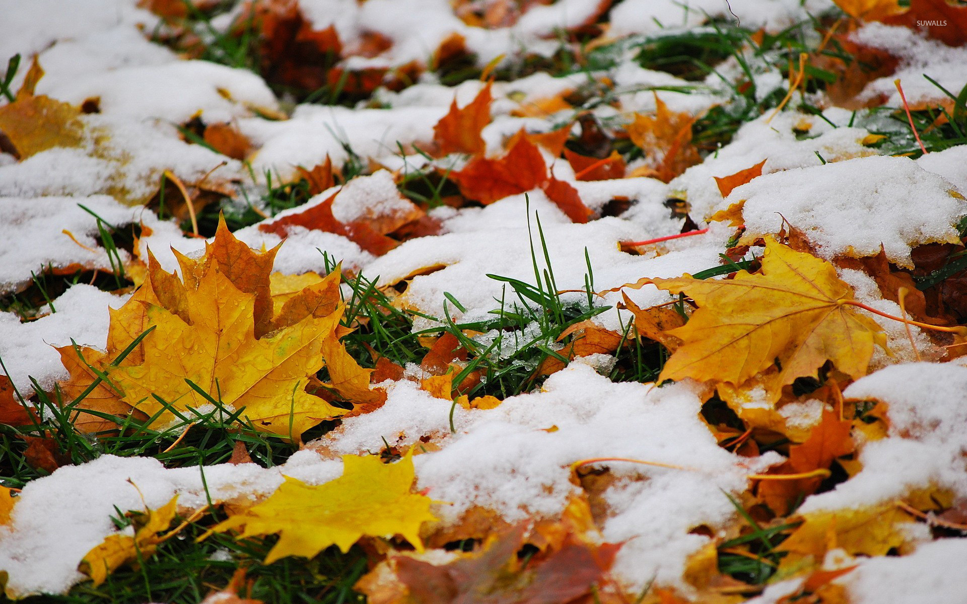 Melting snow on fallen leaves wallpaper - Nature wallpapers - #15492