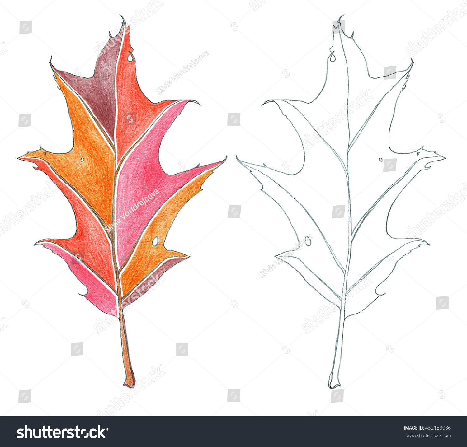 Red Oak Tree Leaf Fallen Leaves Stock Illustration 452183086 ...