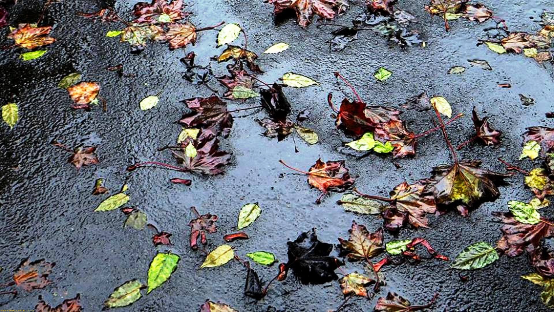 Wet Fallen Leaves On The Street | BestWallSite.com