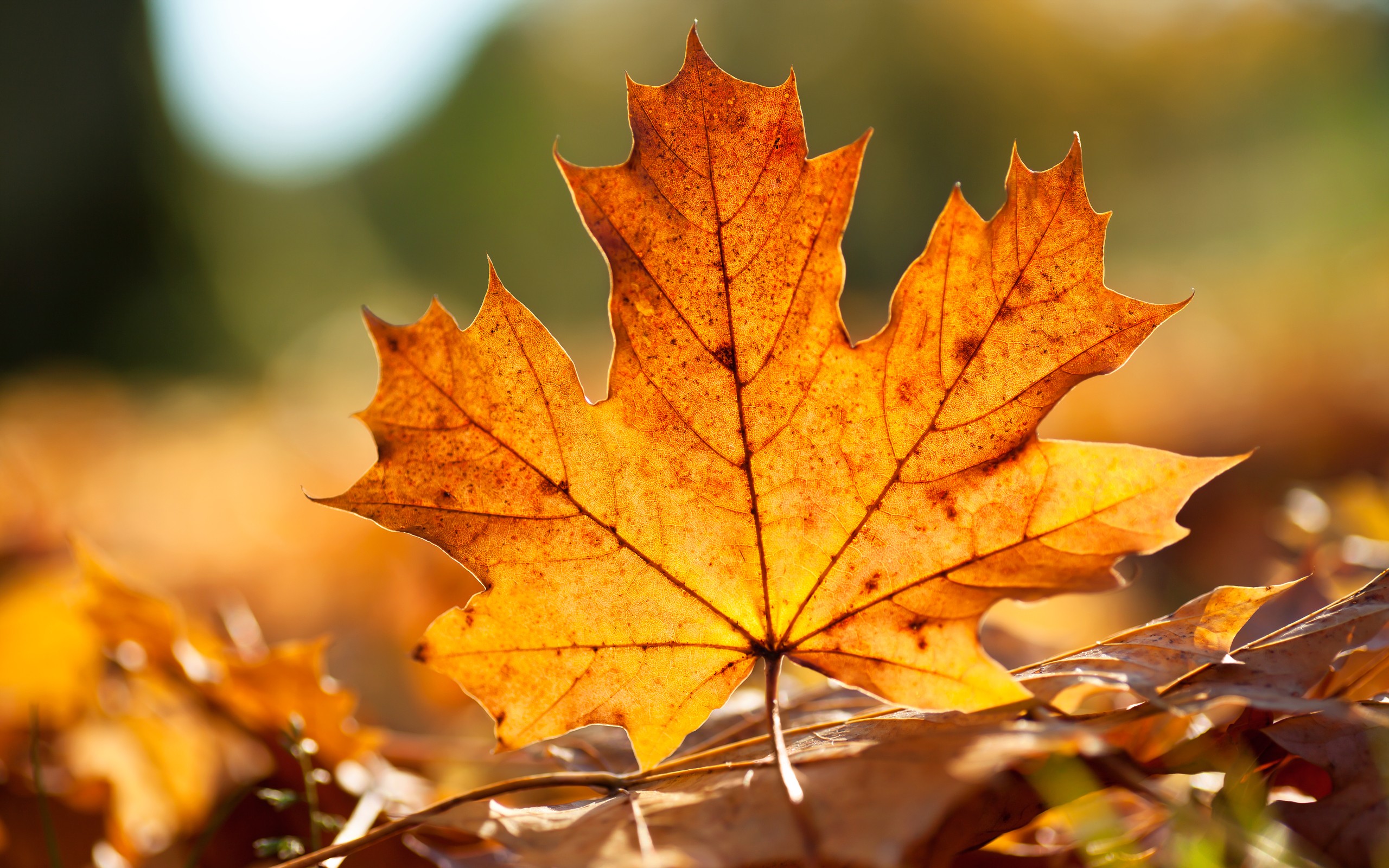 close-up, nature, autumn, leaves, macro, fallen leaves :: Wallpapers