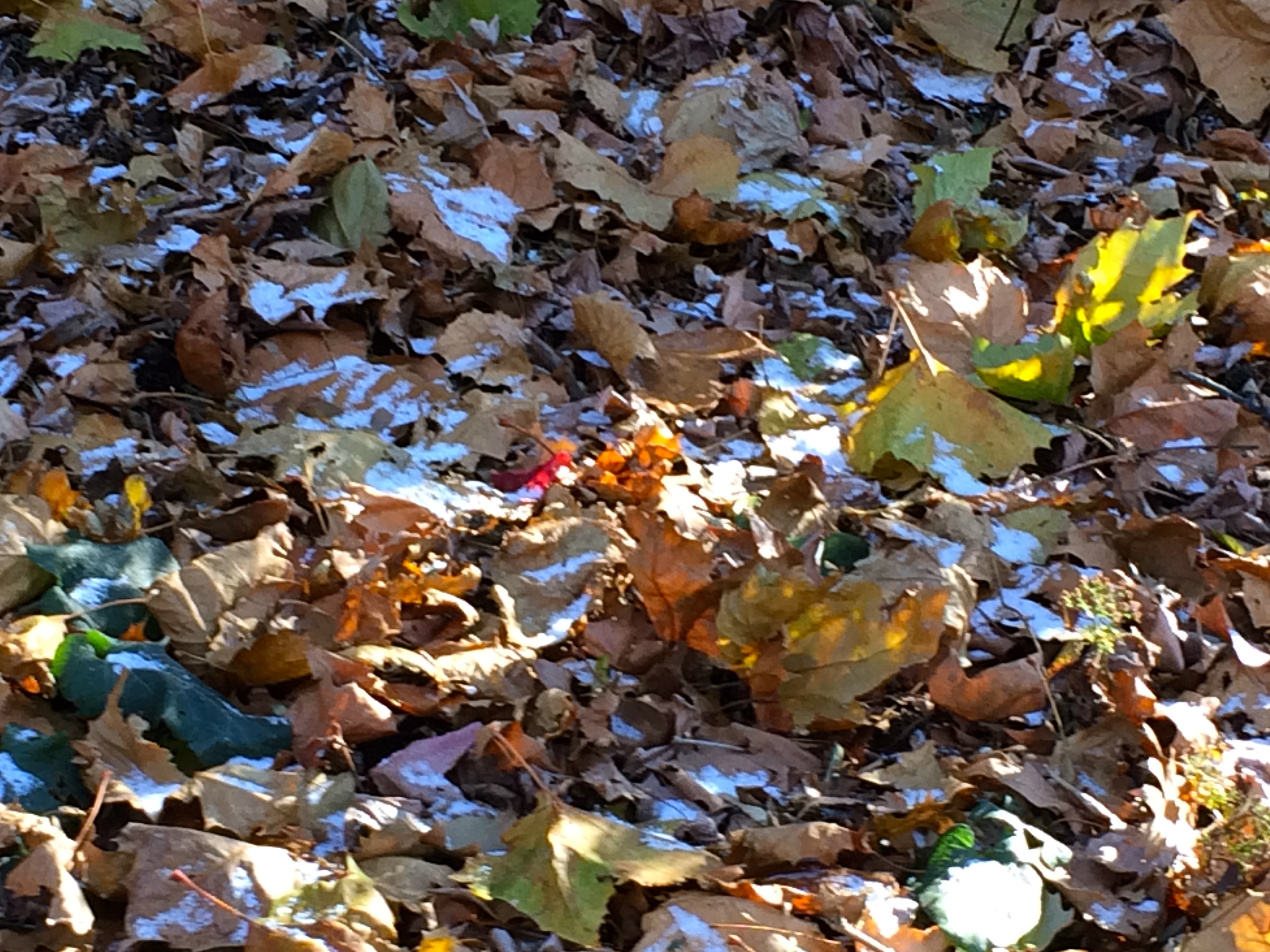 fallen leaves | Out walking the dog