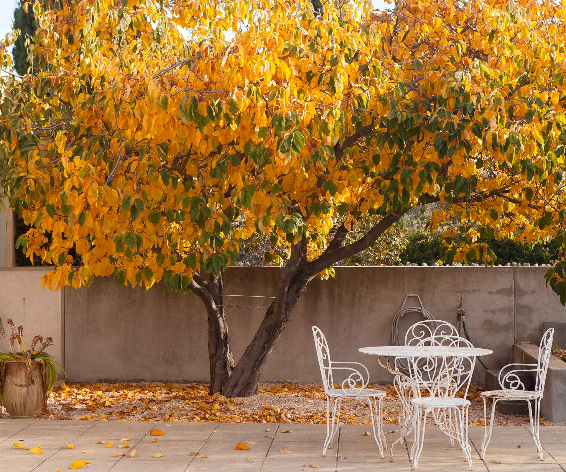 How to use all the fallen leaves in your garden this autumn