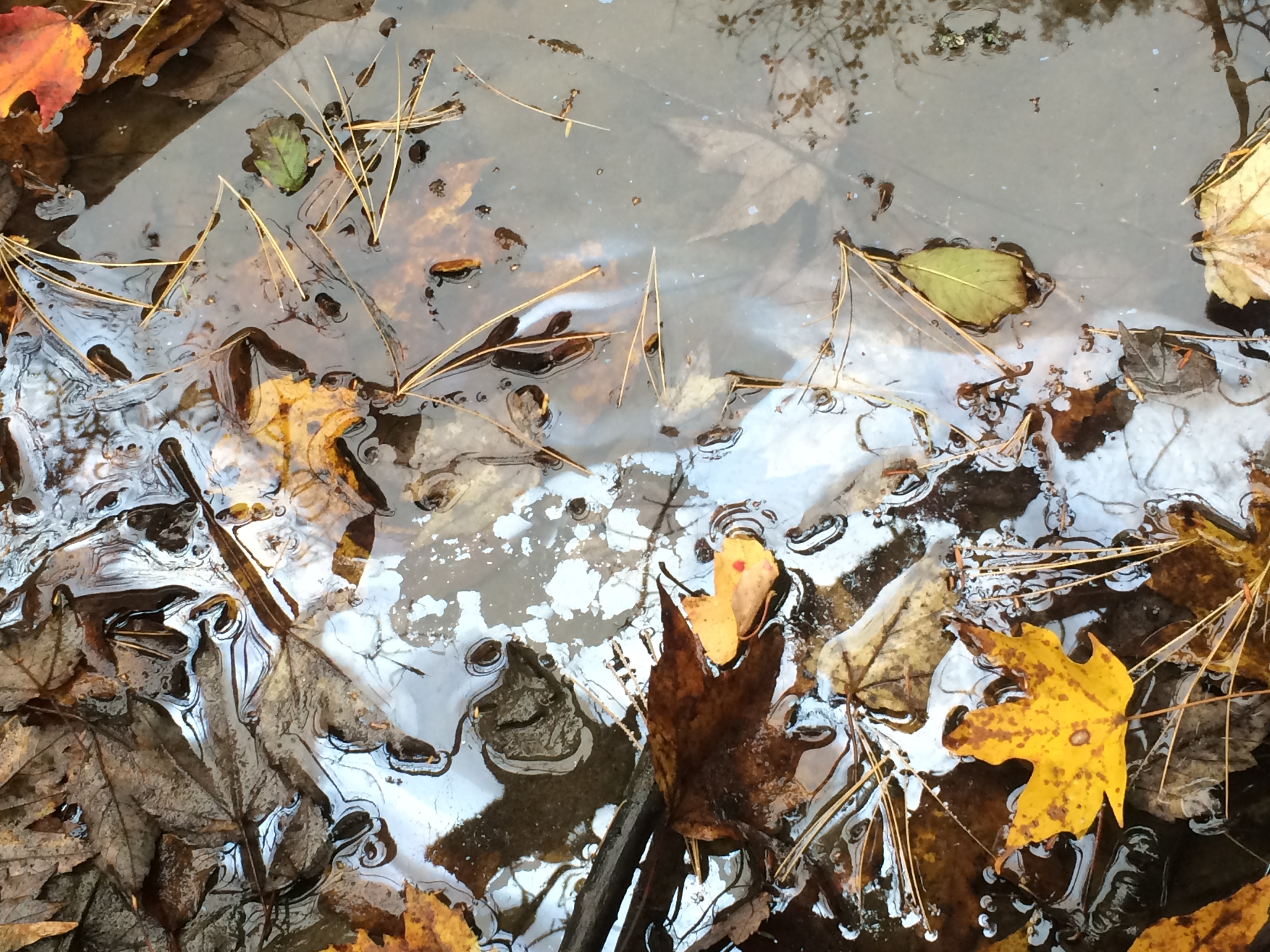 Falling Leaves – Centennial Brook