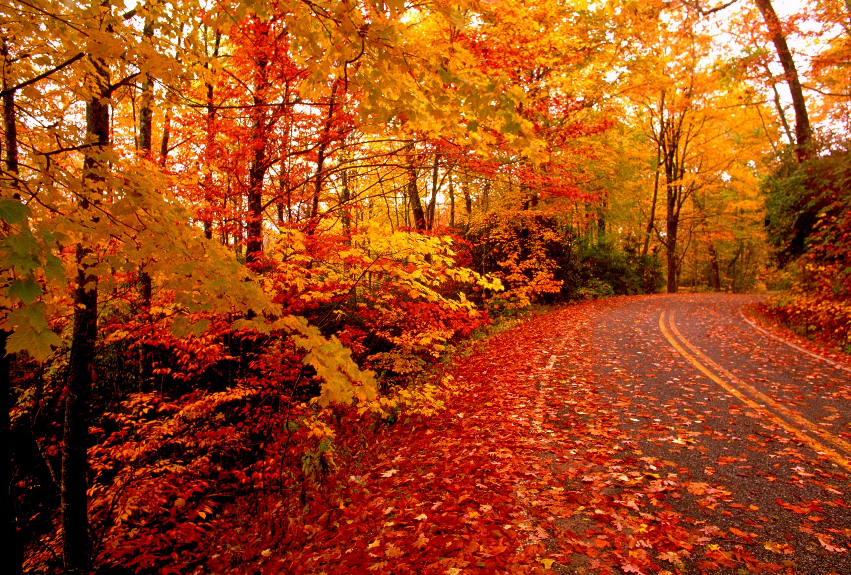 Misc: Fallen Leaves Autumn Orange Road Gold Red Trees Fall Wallpaper ...
