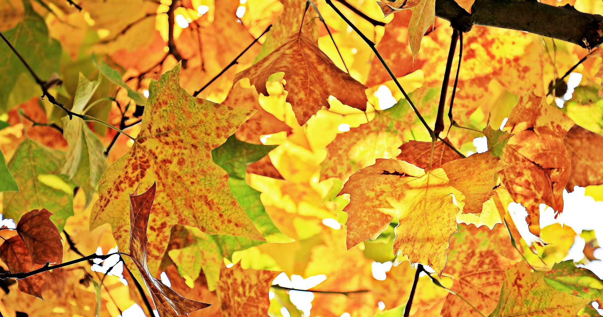 Fallen leaves photo