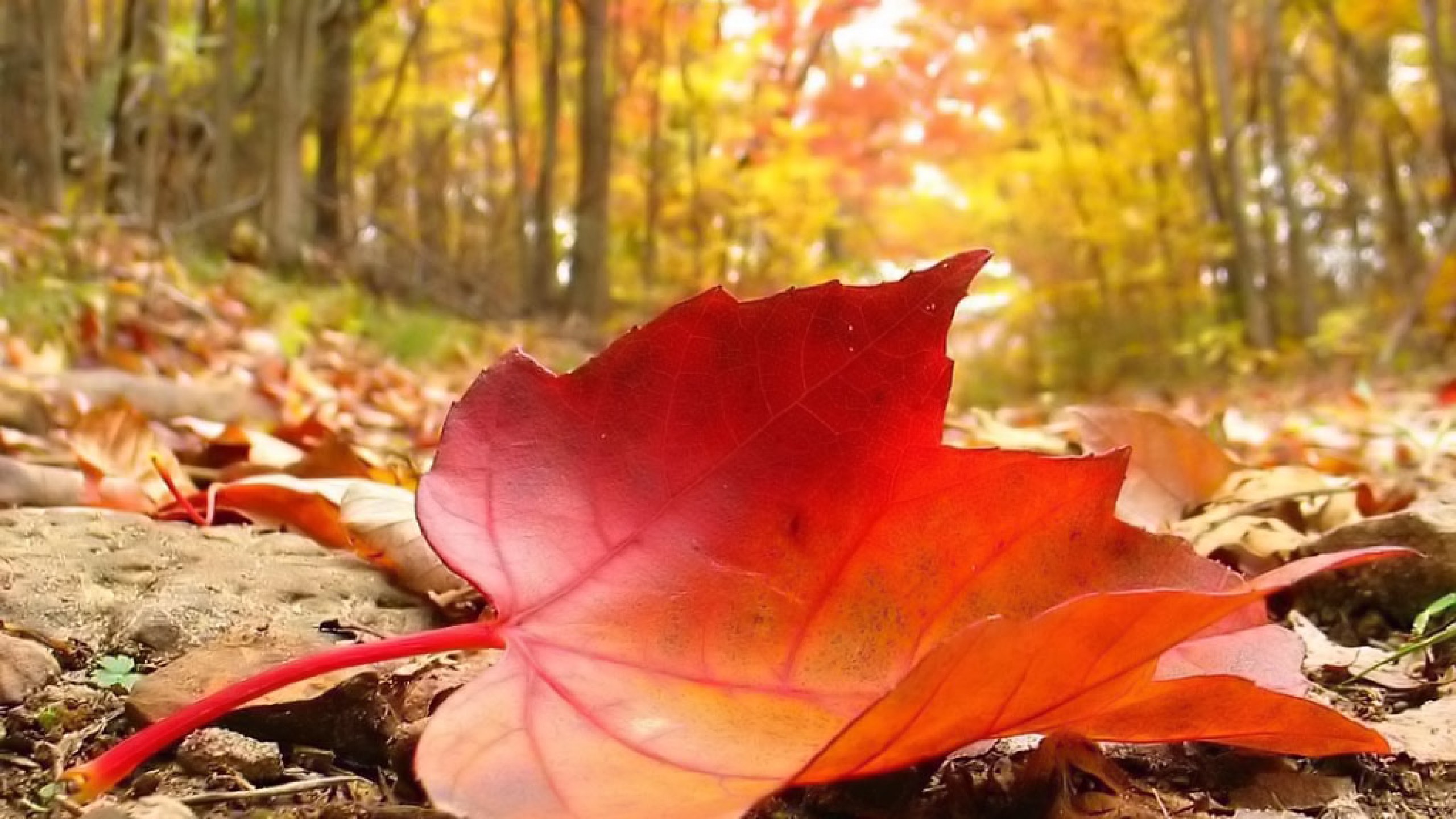 Fallen Leaves | Medicinalmeadows