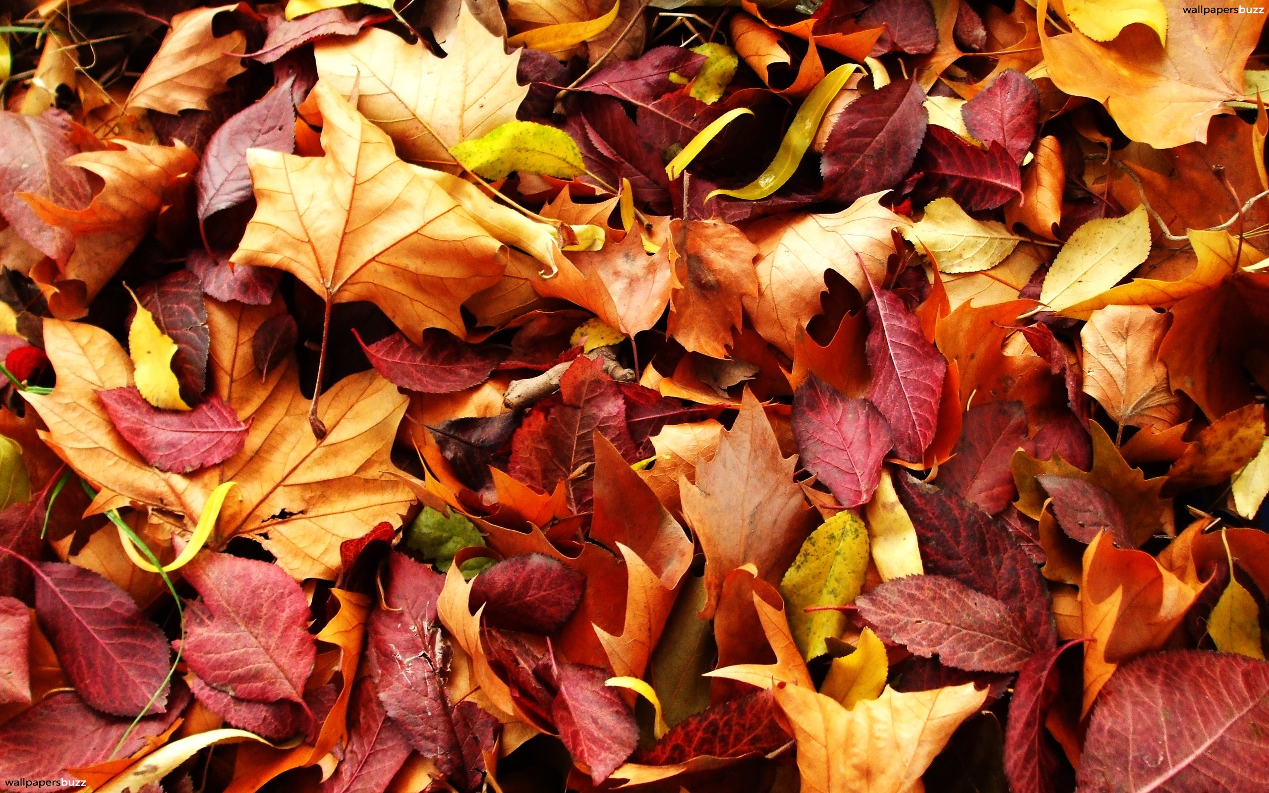 Fallen leaves HD Wallpaper