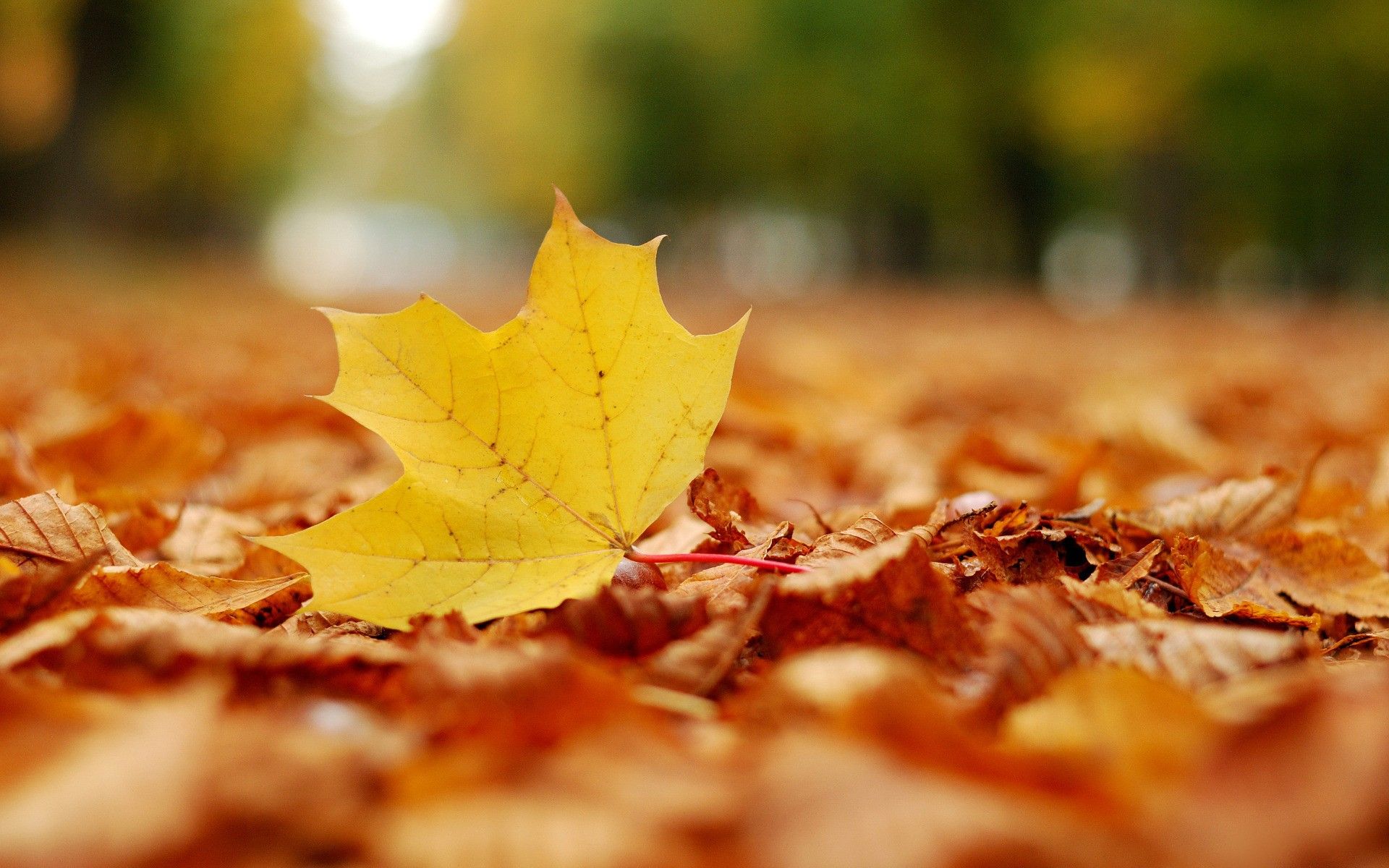 awesome Fallen Leaves Image For Free | AmazingPict.com - Wallpapers ...
