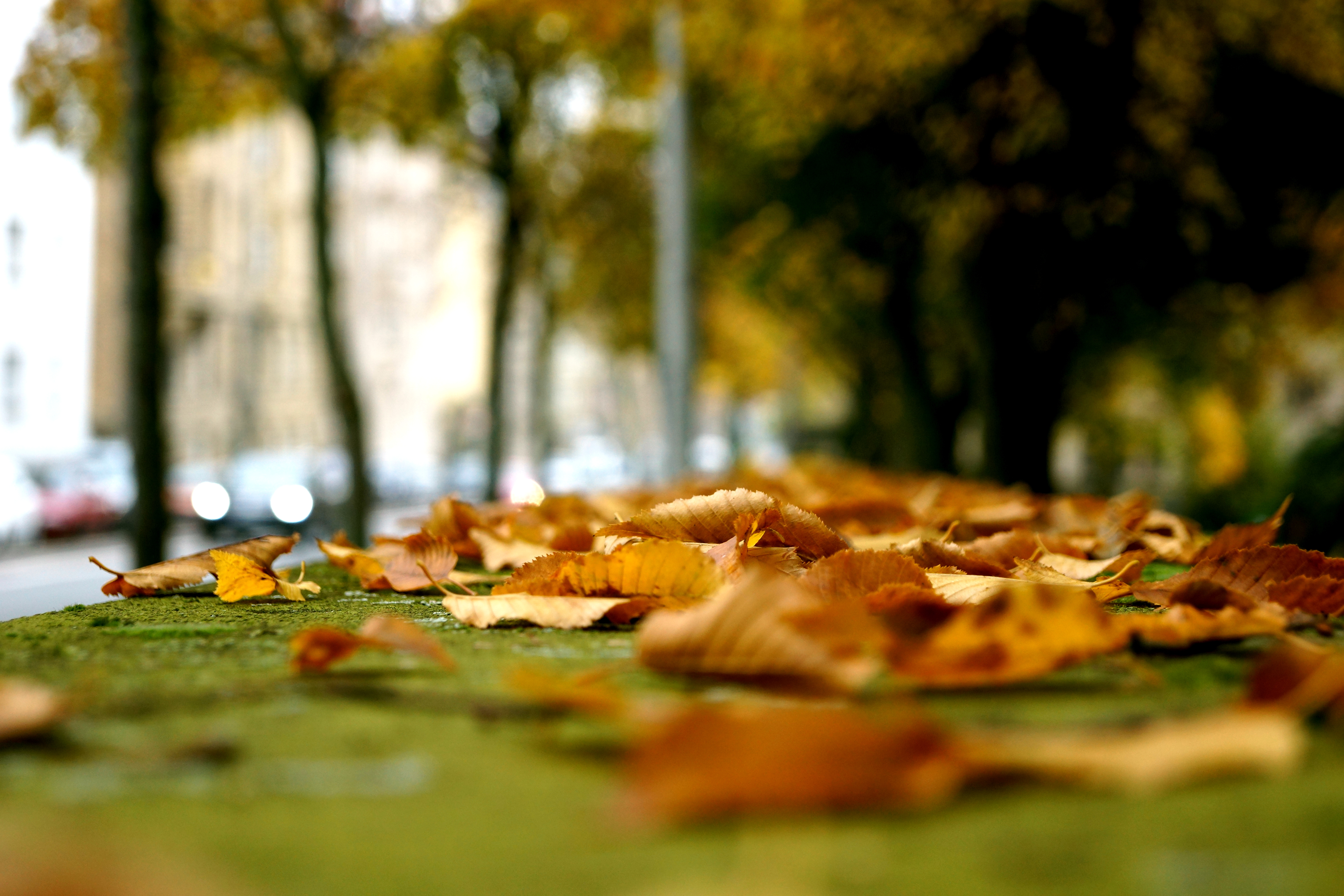 Fall used. Autumn Falls. Patio Fallen leaves. Fallen autumn leaves. Autumn Falls Wiki.