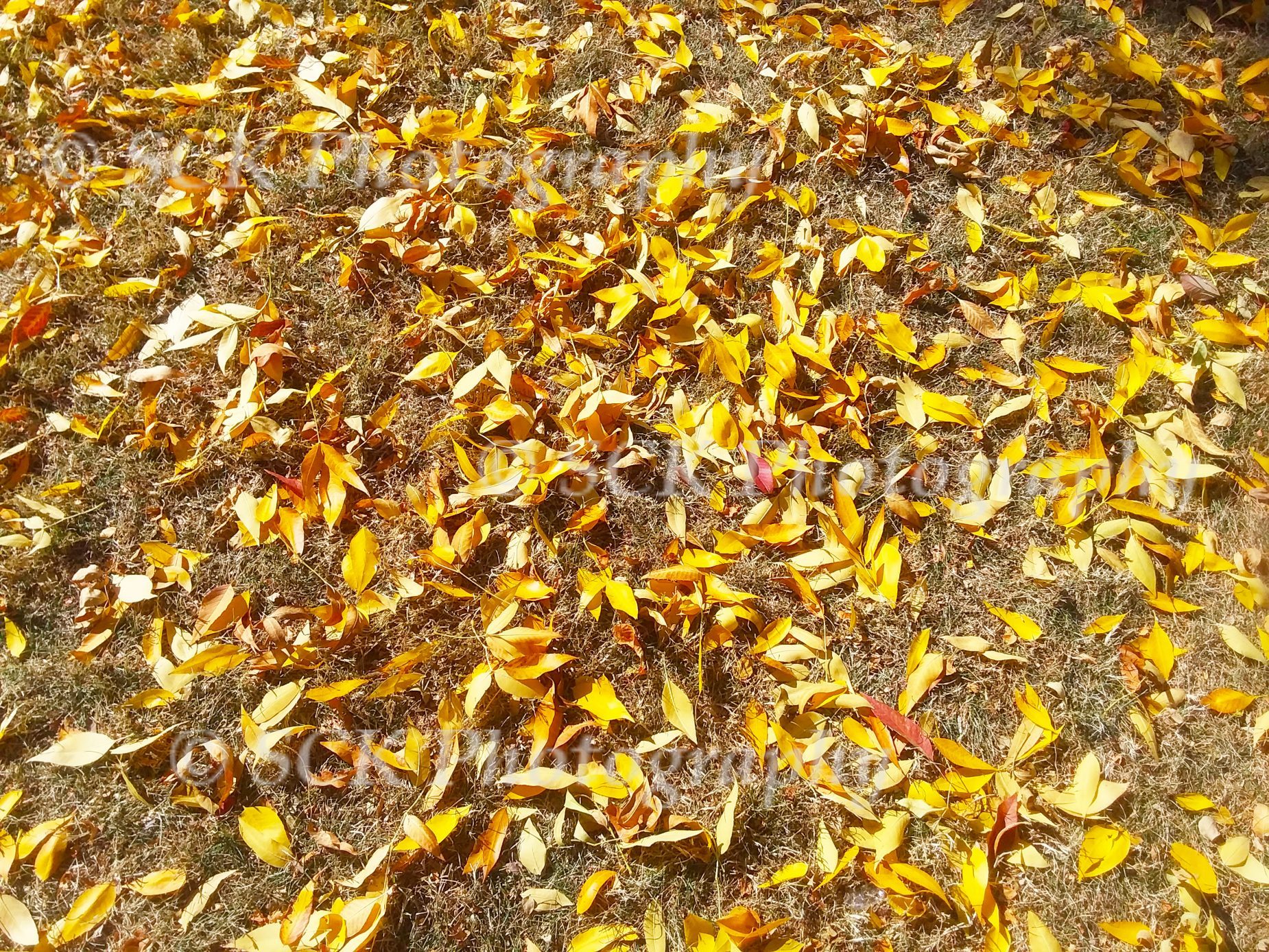 Stock Photo: Fallen Leaves - SCK Photography