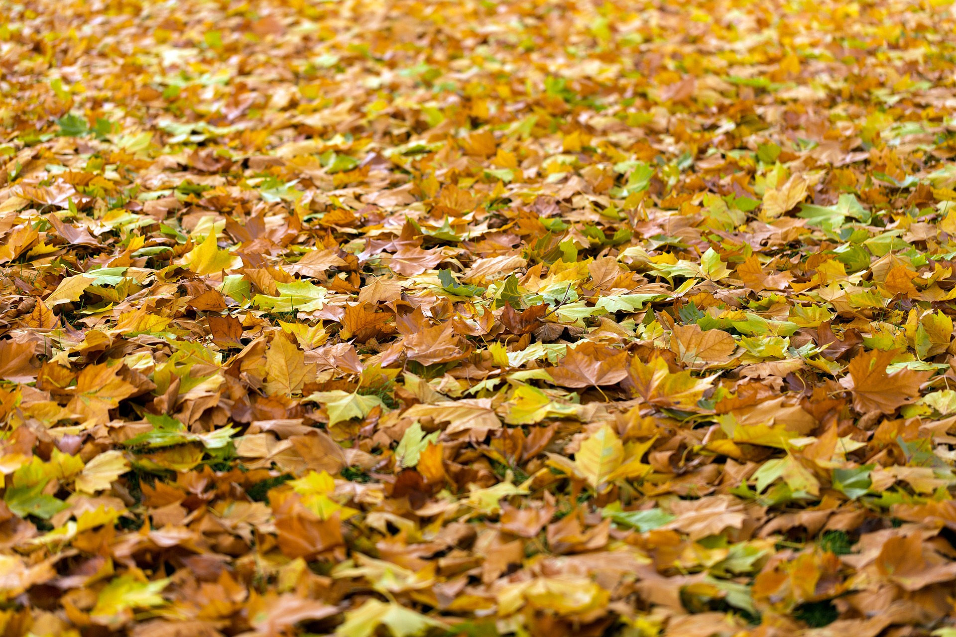 Protect Your HVAC Unit From Fallen Leaves
