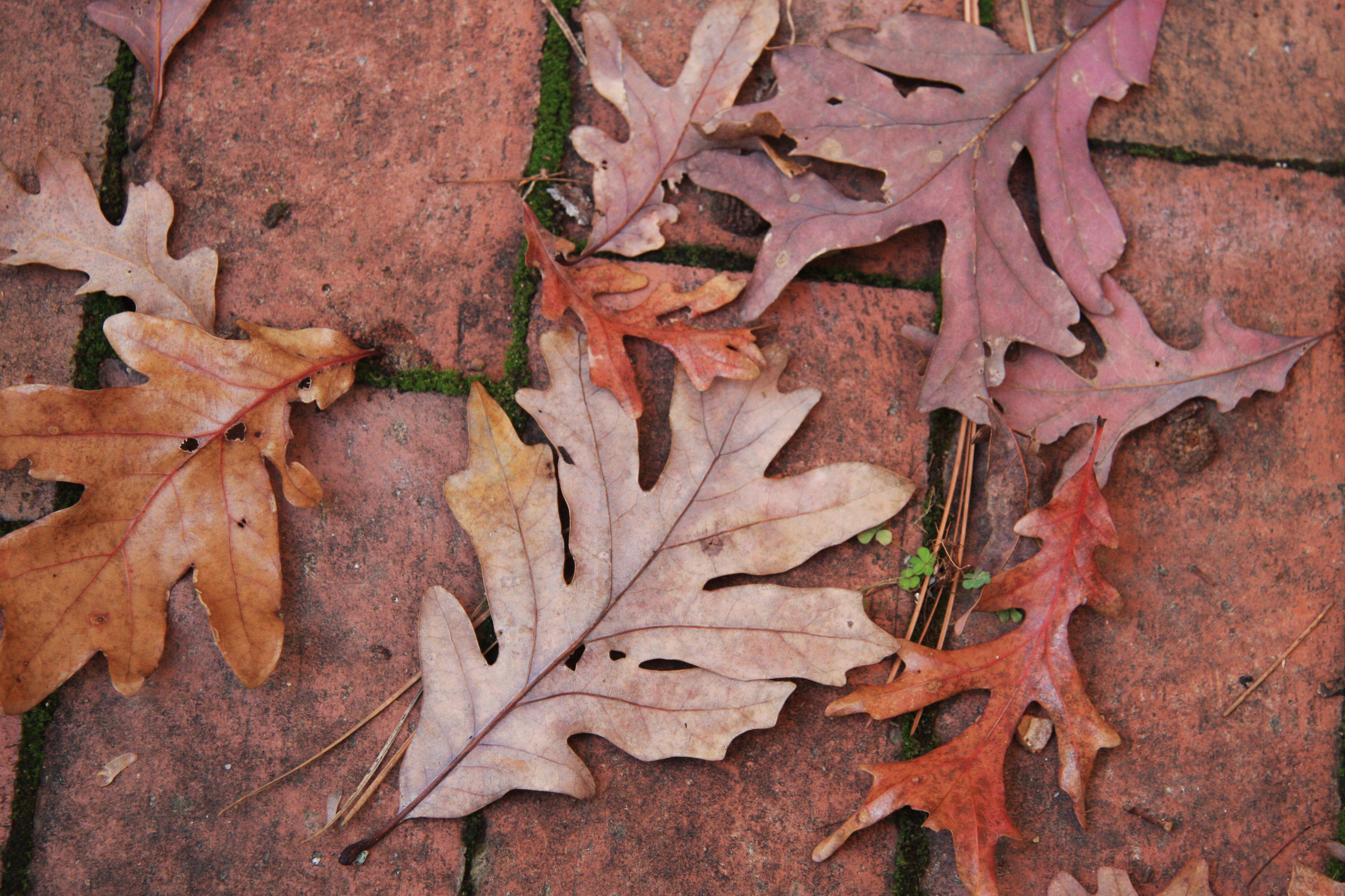 File:Quercus alba fallen-leaves brick.jpg - Wikimedia Commons