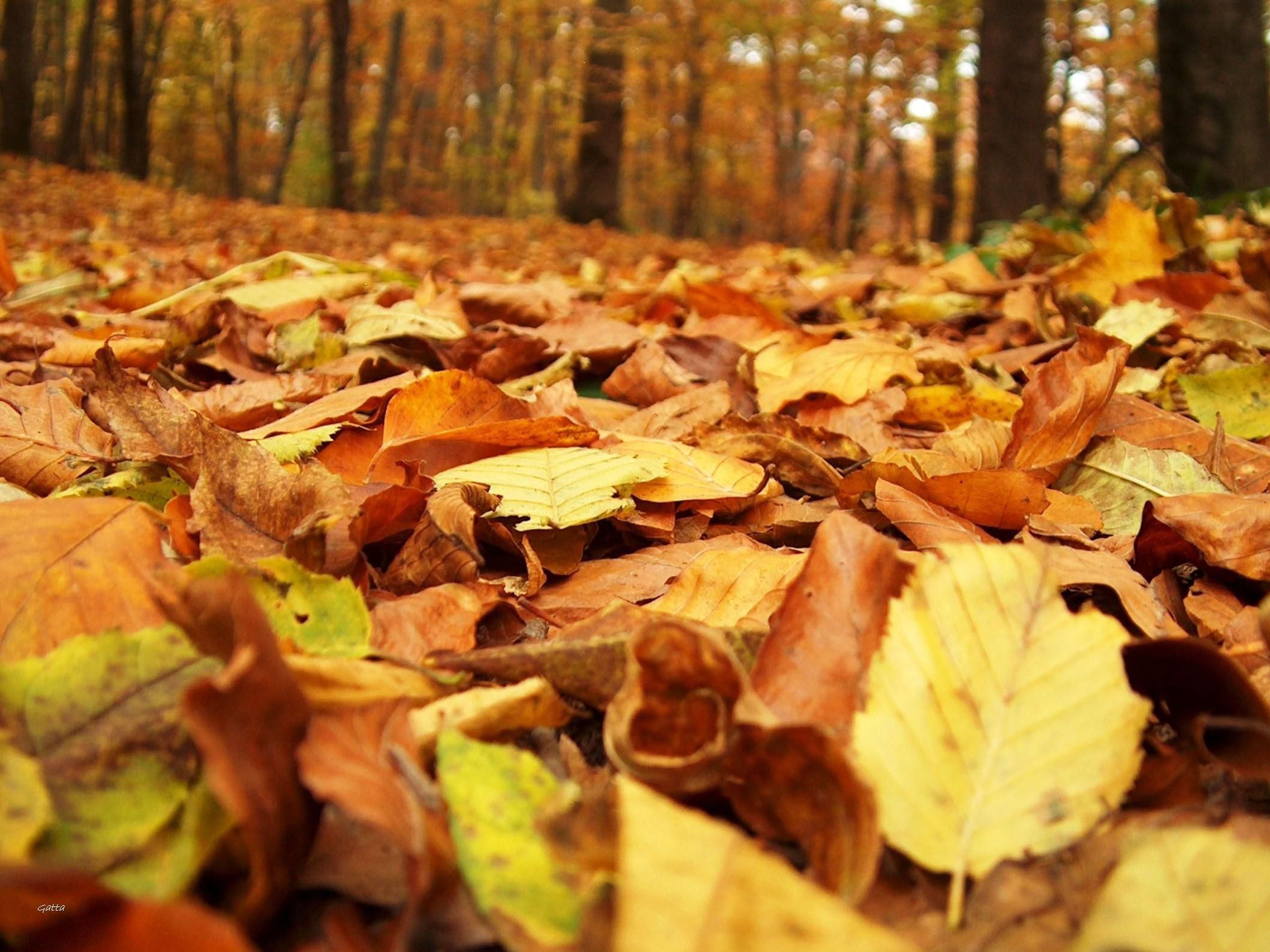 fallen leaves - Google Search | Leaves | Pinterest | Guestbook ideas