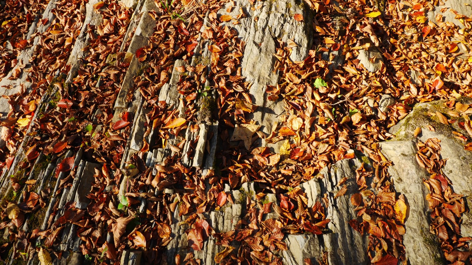 Camera movement on the rock with fallen leaves in the autumn forest ...