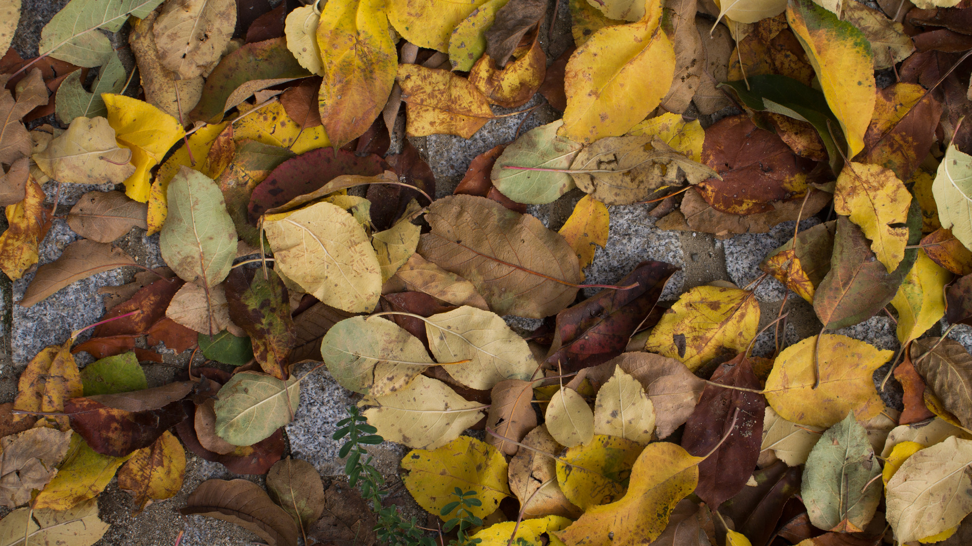 File: Fallen Leaves HDQ.jpg | Slavasan Lynam | 1920x1080