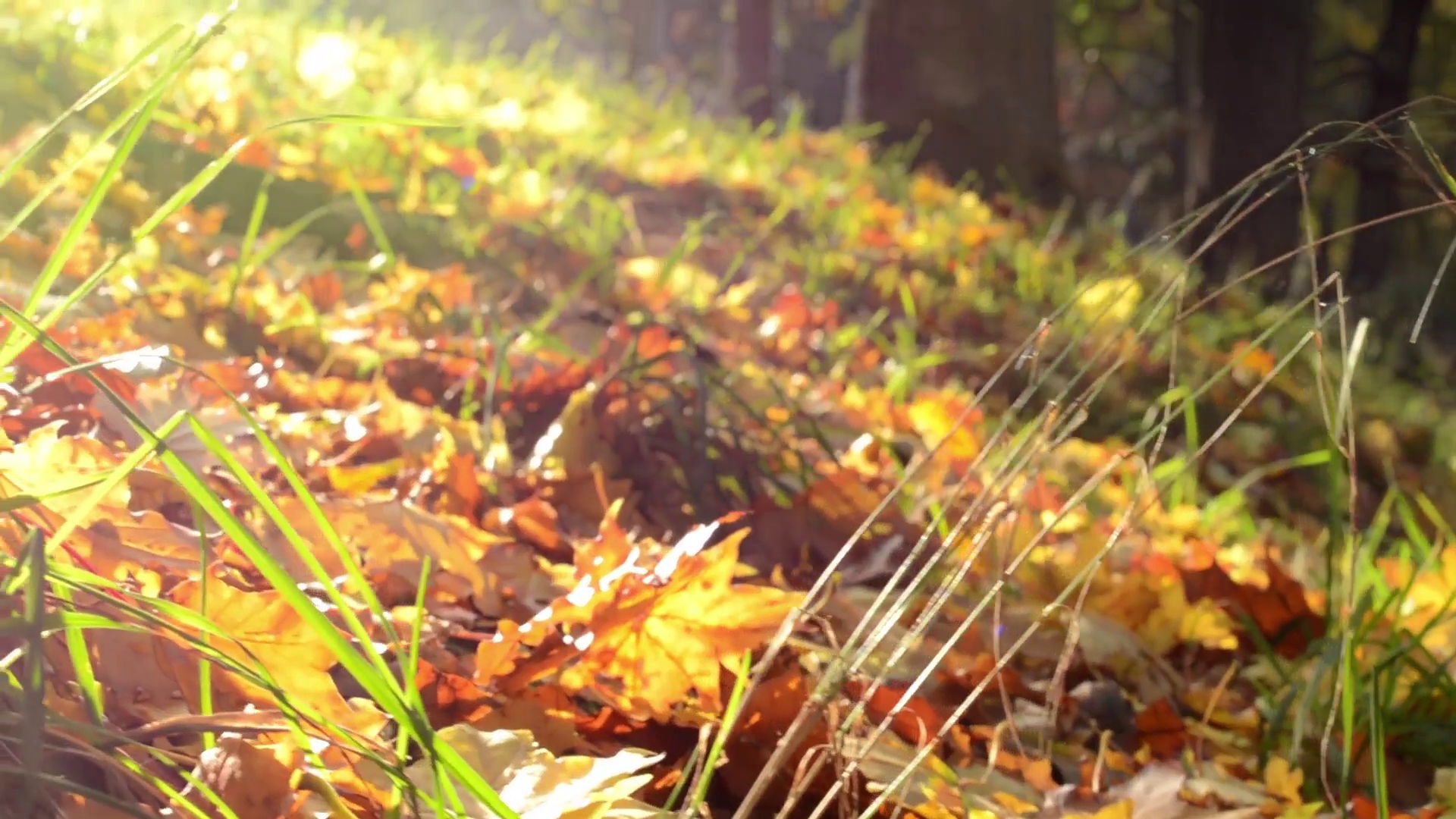 Autumn park - forest (trees) - fallen leaves - sun rays Stock Video ...