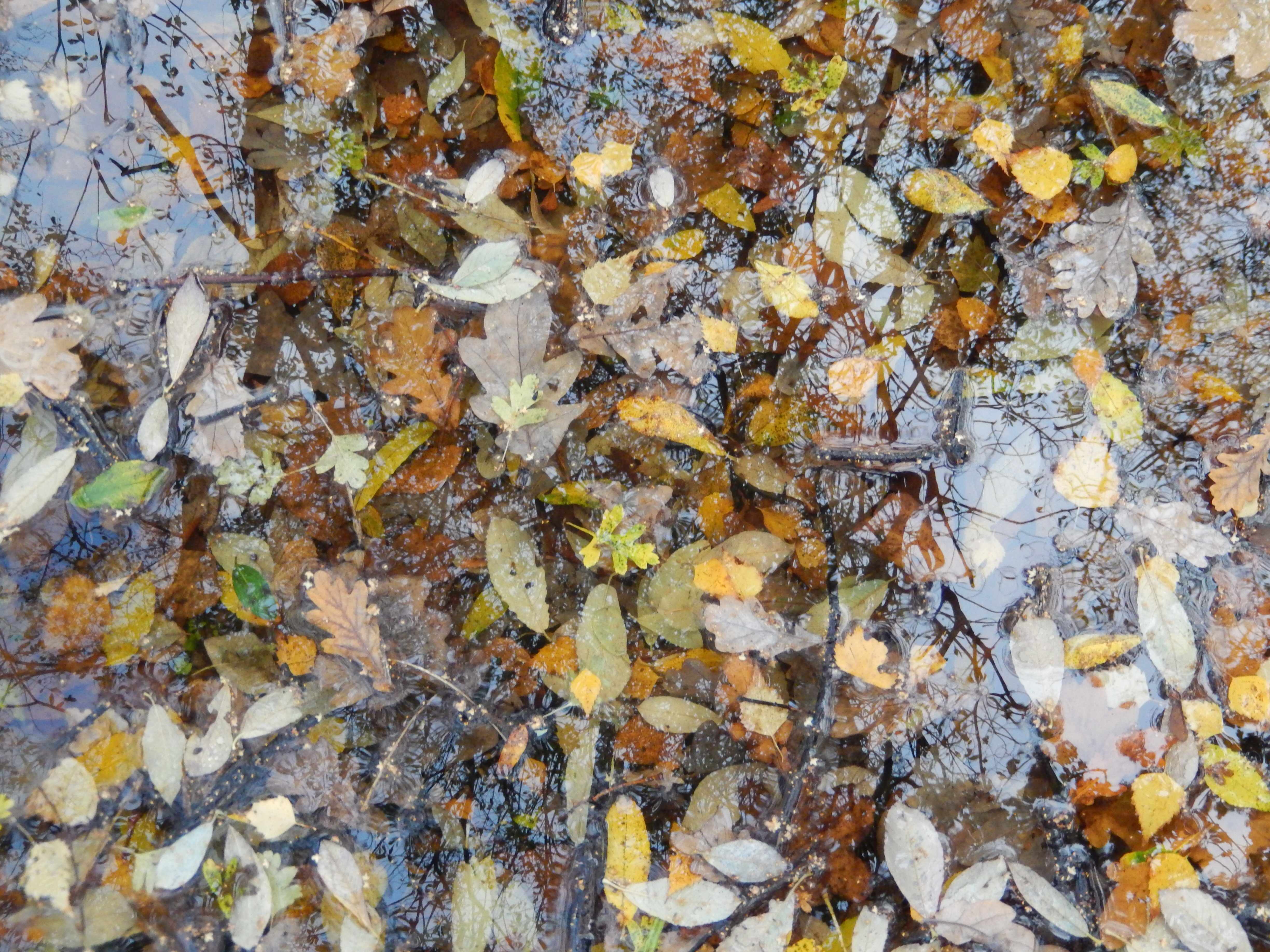 Fallen Leaves in Water | ObsessedByNature