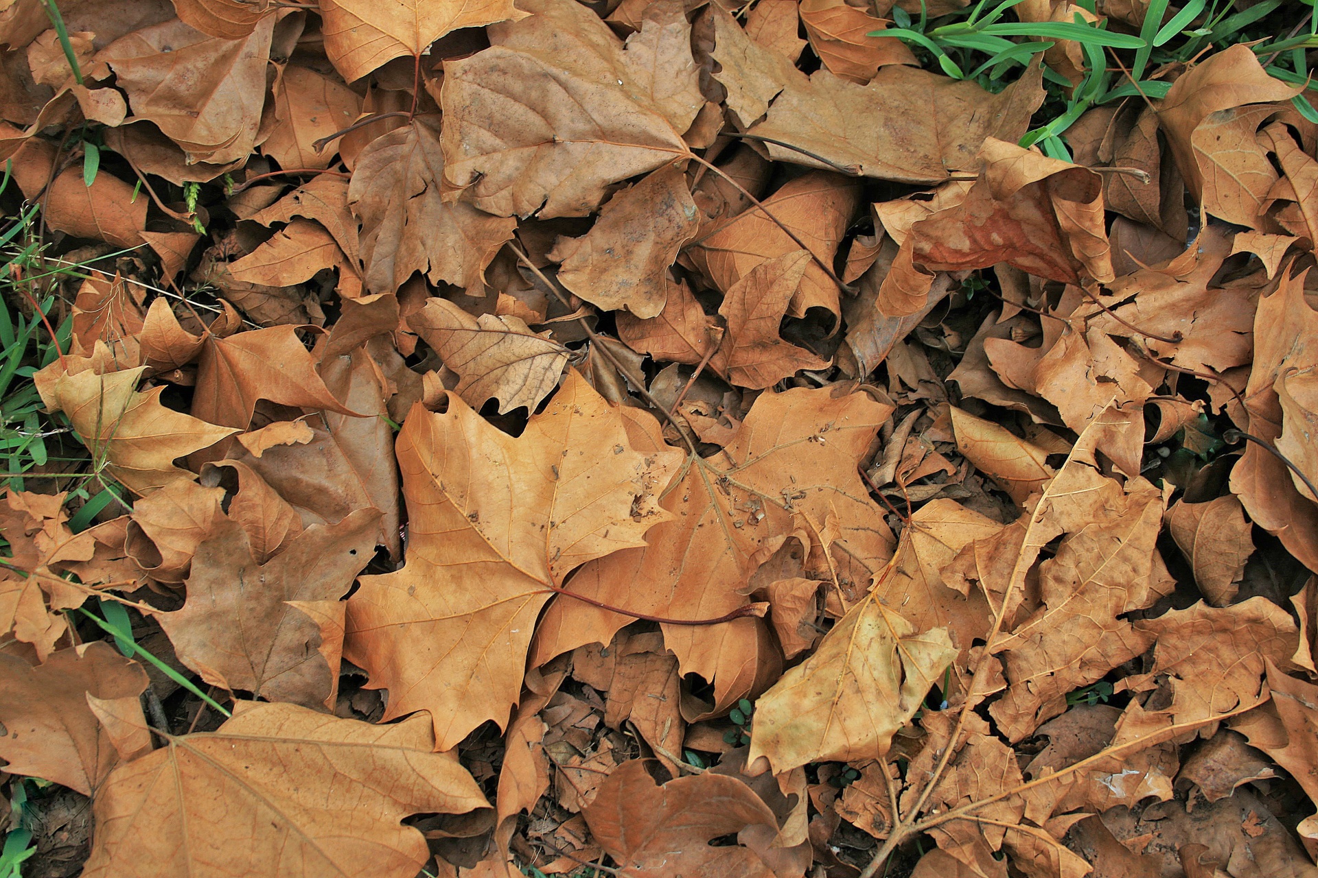 Fallen Leaves Background Free Stock Photo - Public Domain Pictures