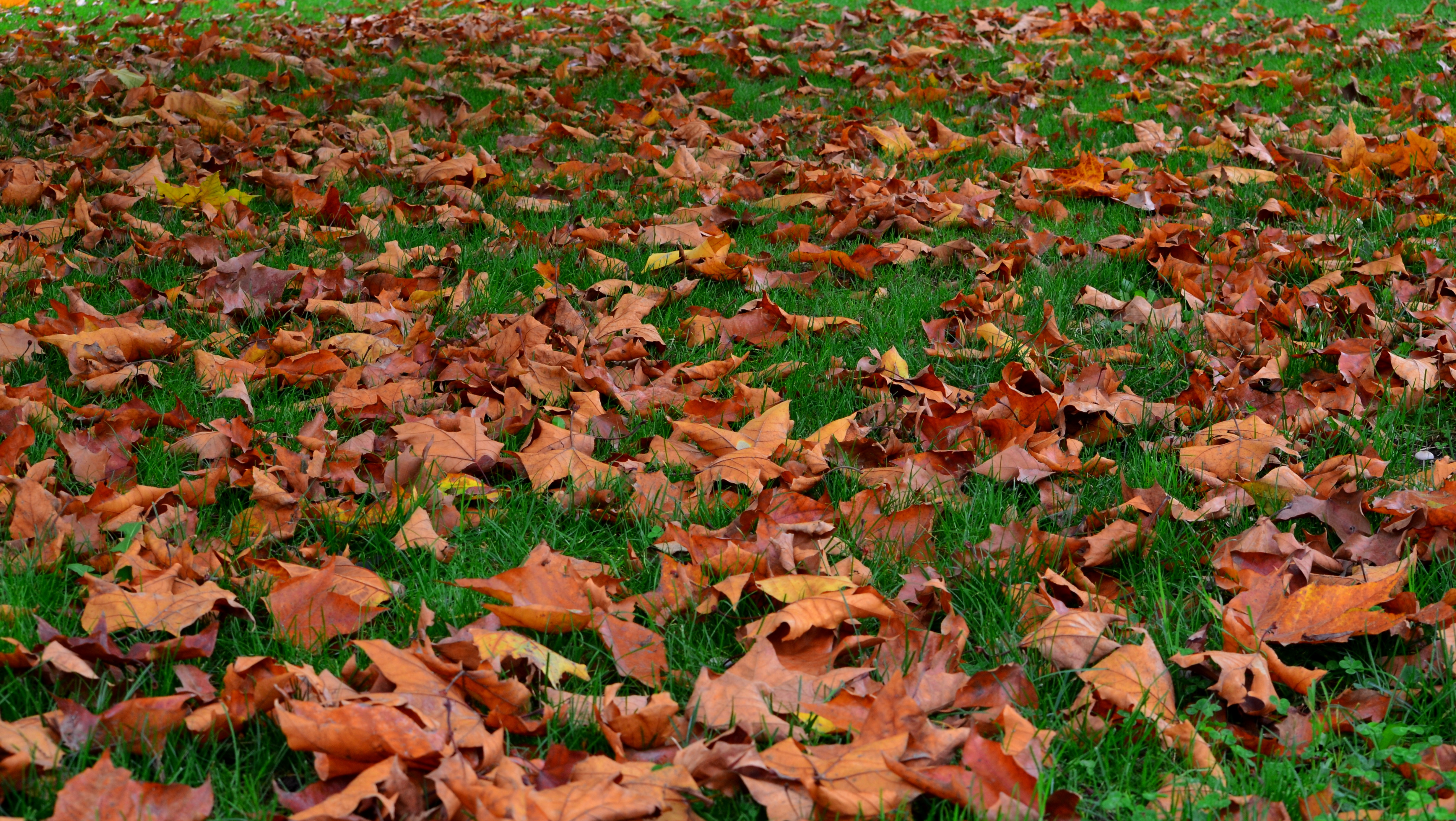 File:Fallen leaves on green grass.JPG - Wikimedia Commons