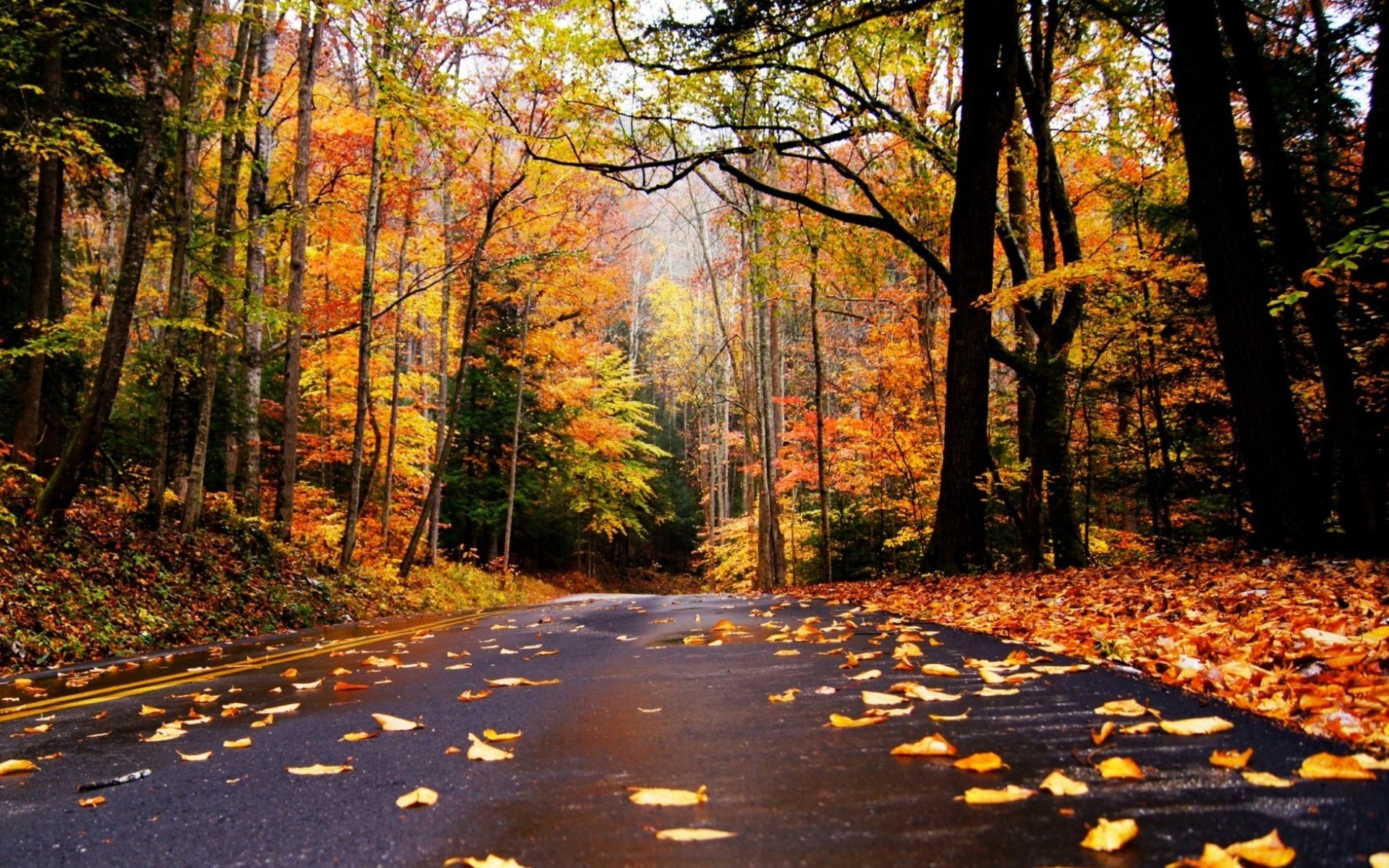 Other: Autumn Road Fallen Leaves Nature Trees Desktop Images for HD ...