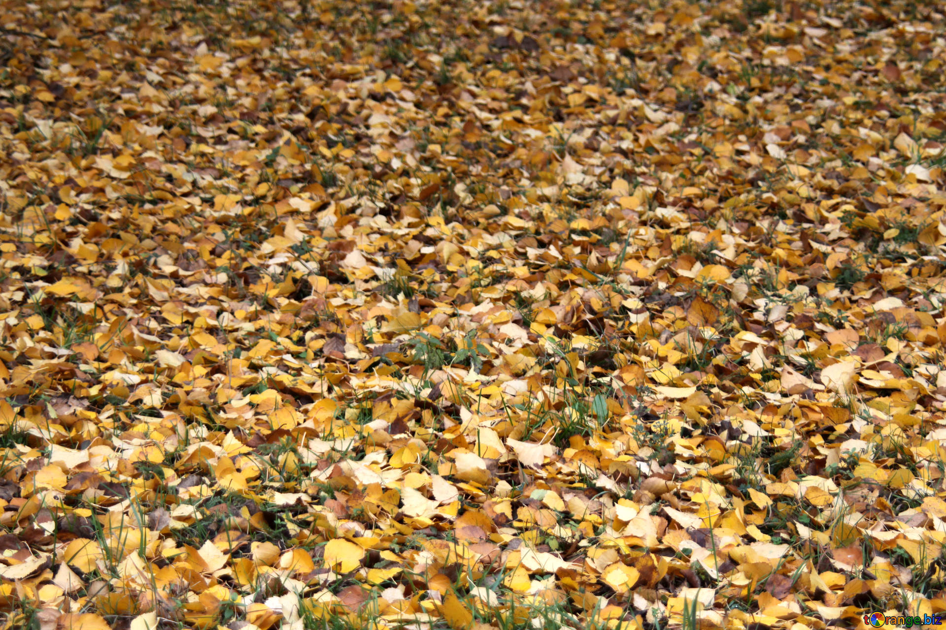 Vegetable texture texture. the fallen leaves . grass № 3339