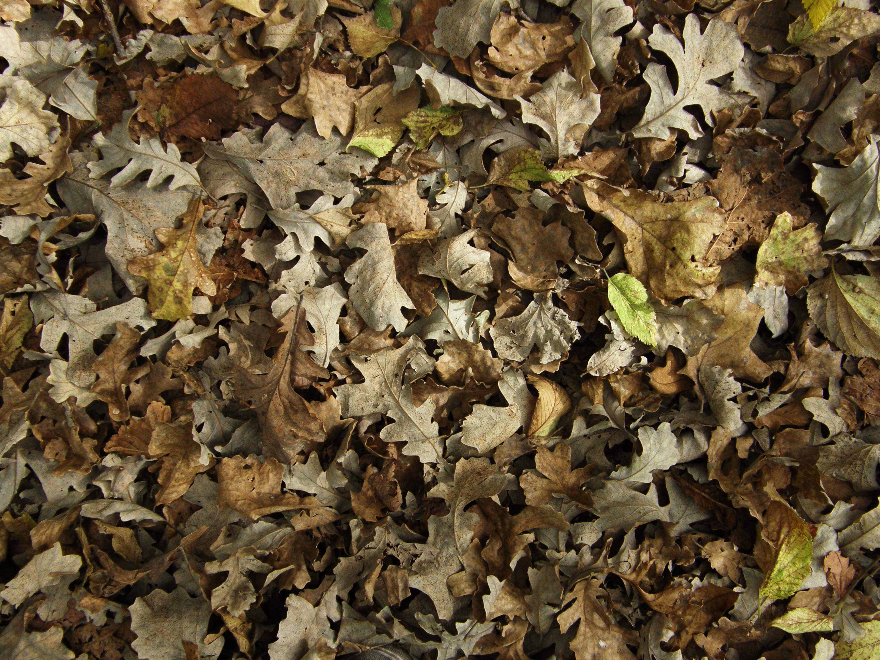 Сухие листья на земле