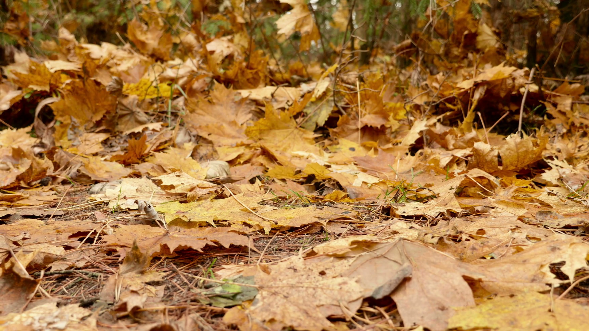 Fallen Leaves on the Ground. Autumn daytime. Smooth dolly shot to ...