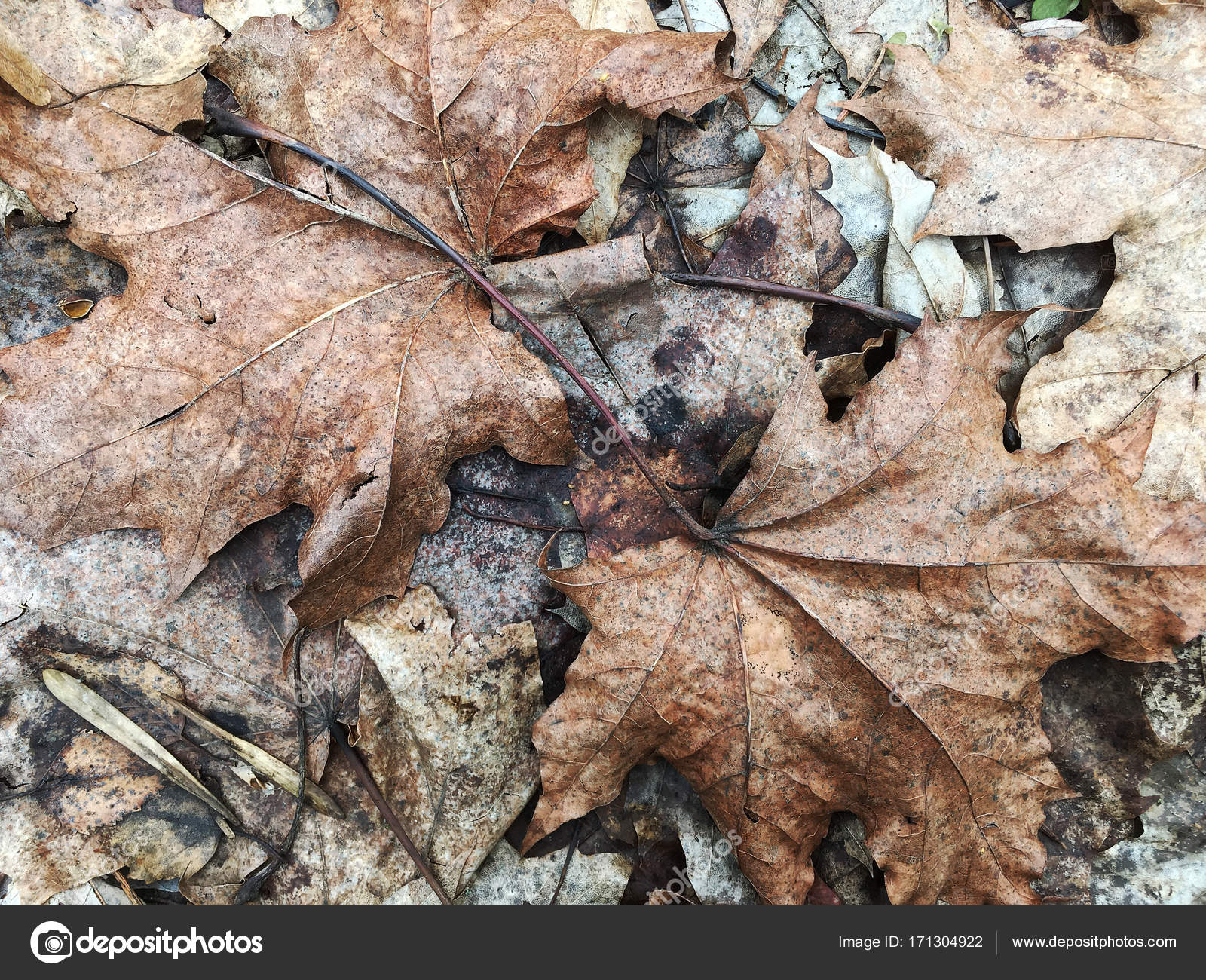 dry fallen leaves on the ground — Stock Photo © MrTwister #171304922