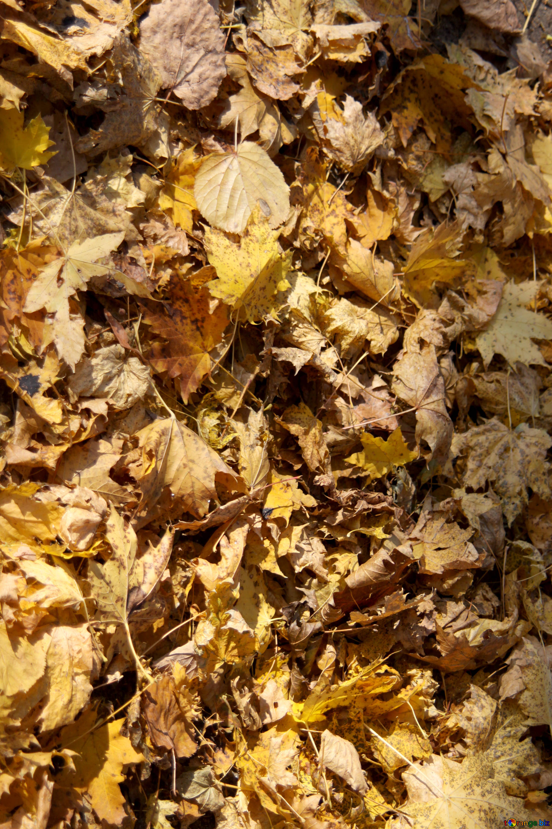 Vegetable texture texture of fallen leaves grass № 18615