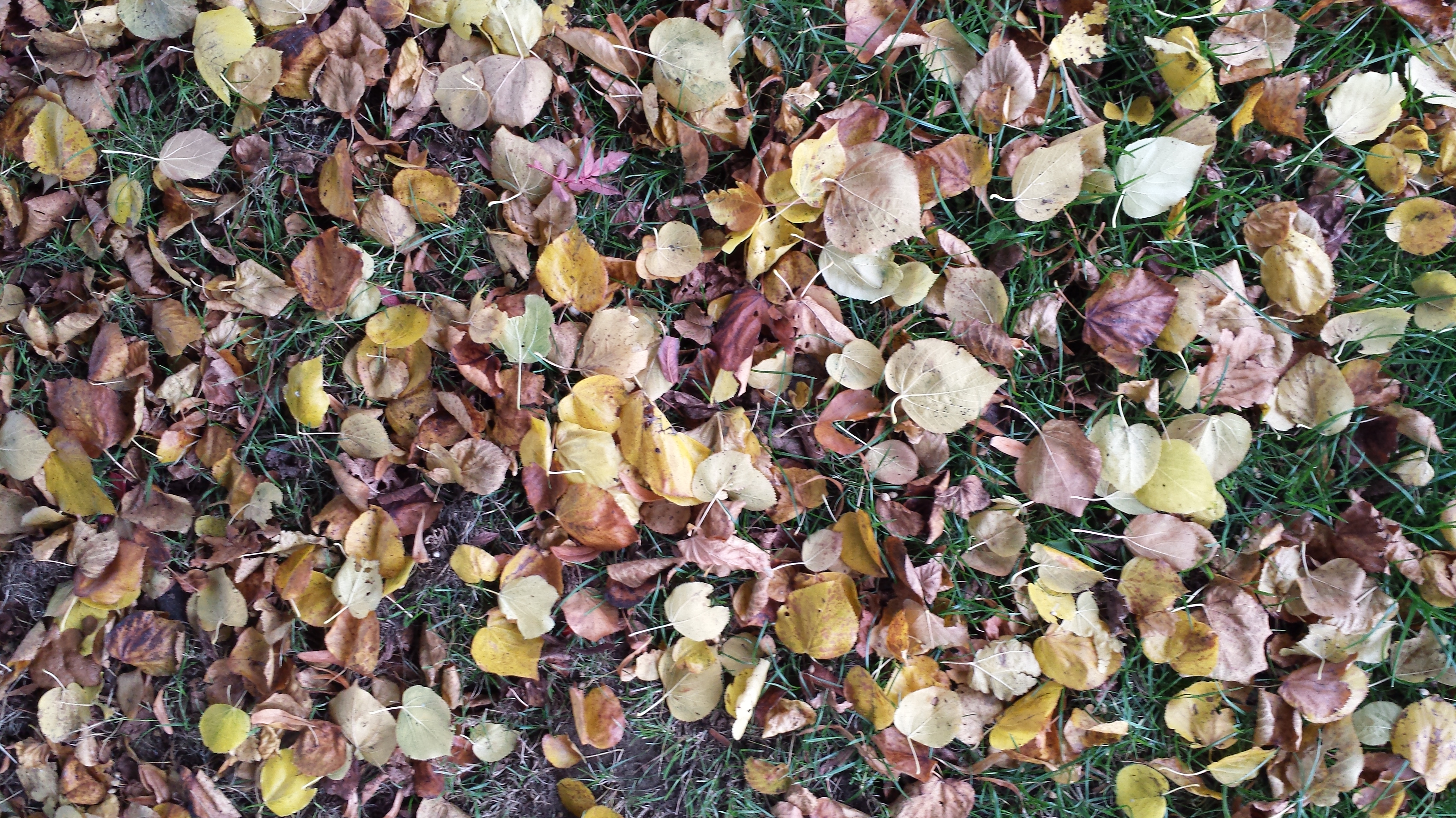 Free colour textures – sharkstooth, polka dots, and fallen leaves ...
