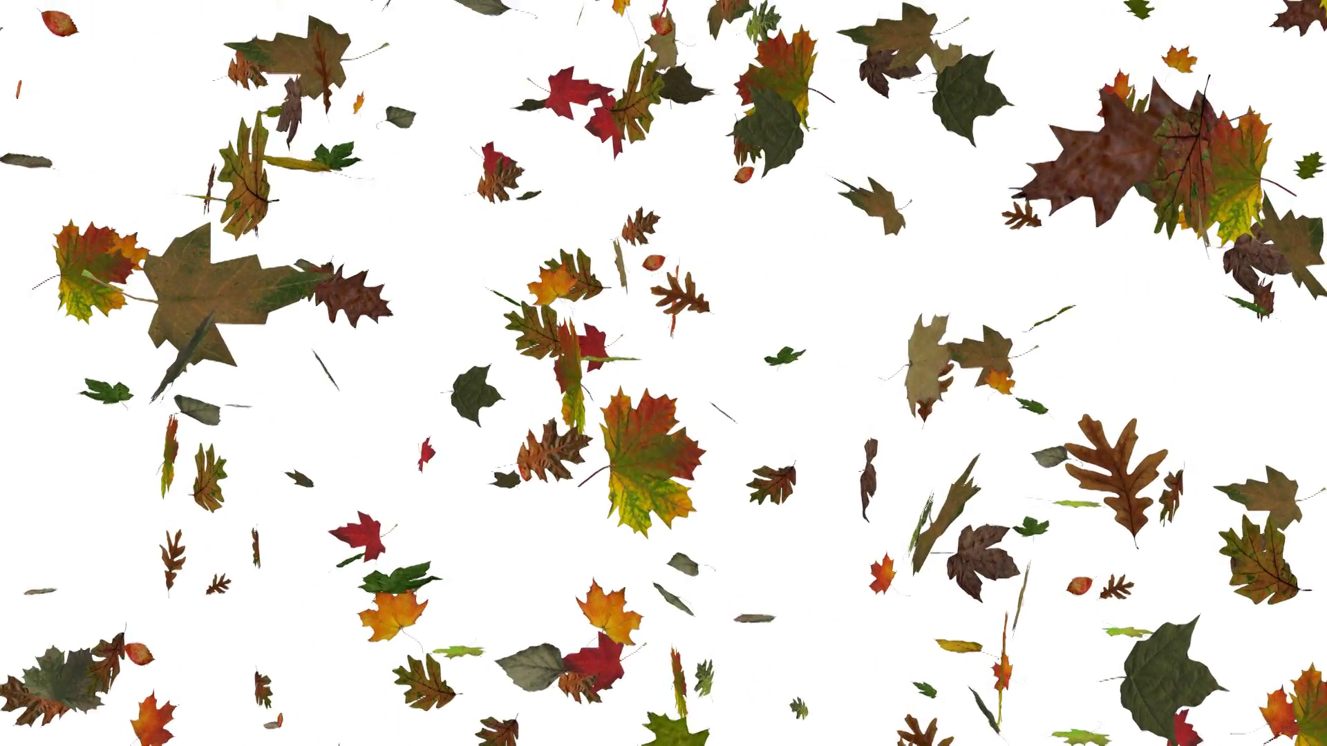 Animated falling leaves on sunny blue sky background with real world ...
