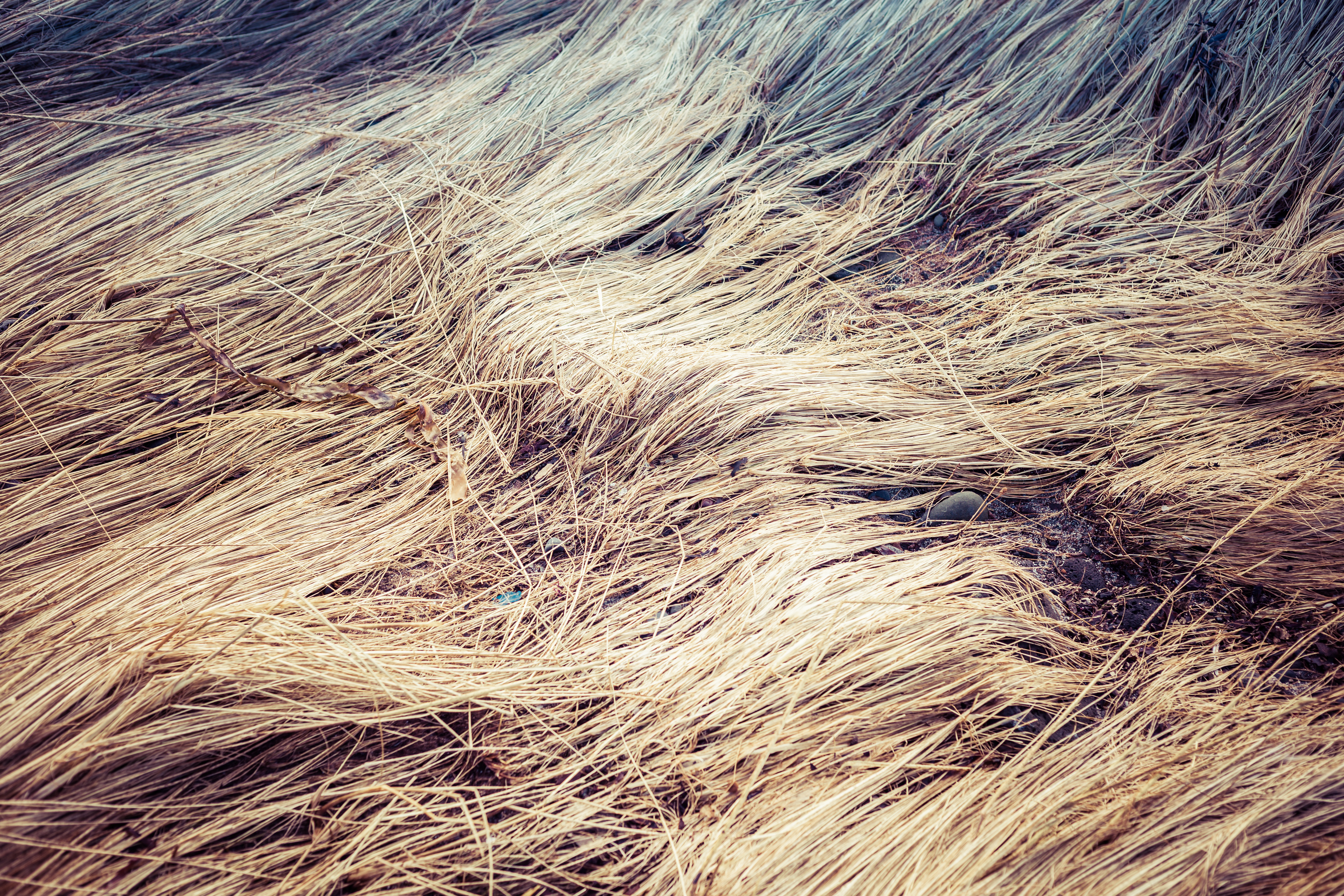 Fallen Straws Texture, Dead, Fallen, Grass, Long, HQ Photo