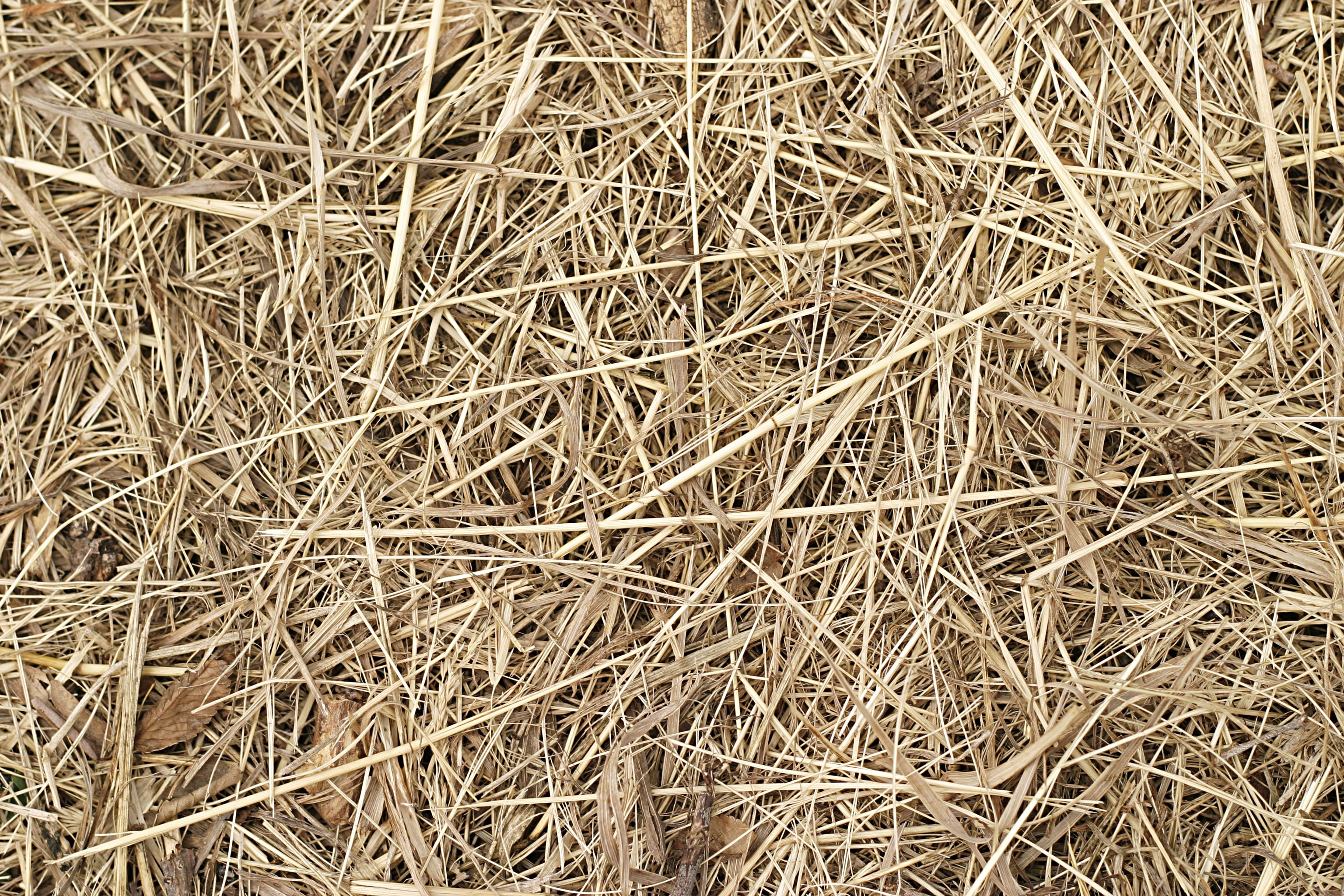 Free Tan Straw Nature Texture Texture - L+T | textures | Pinterest